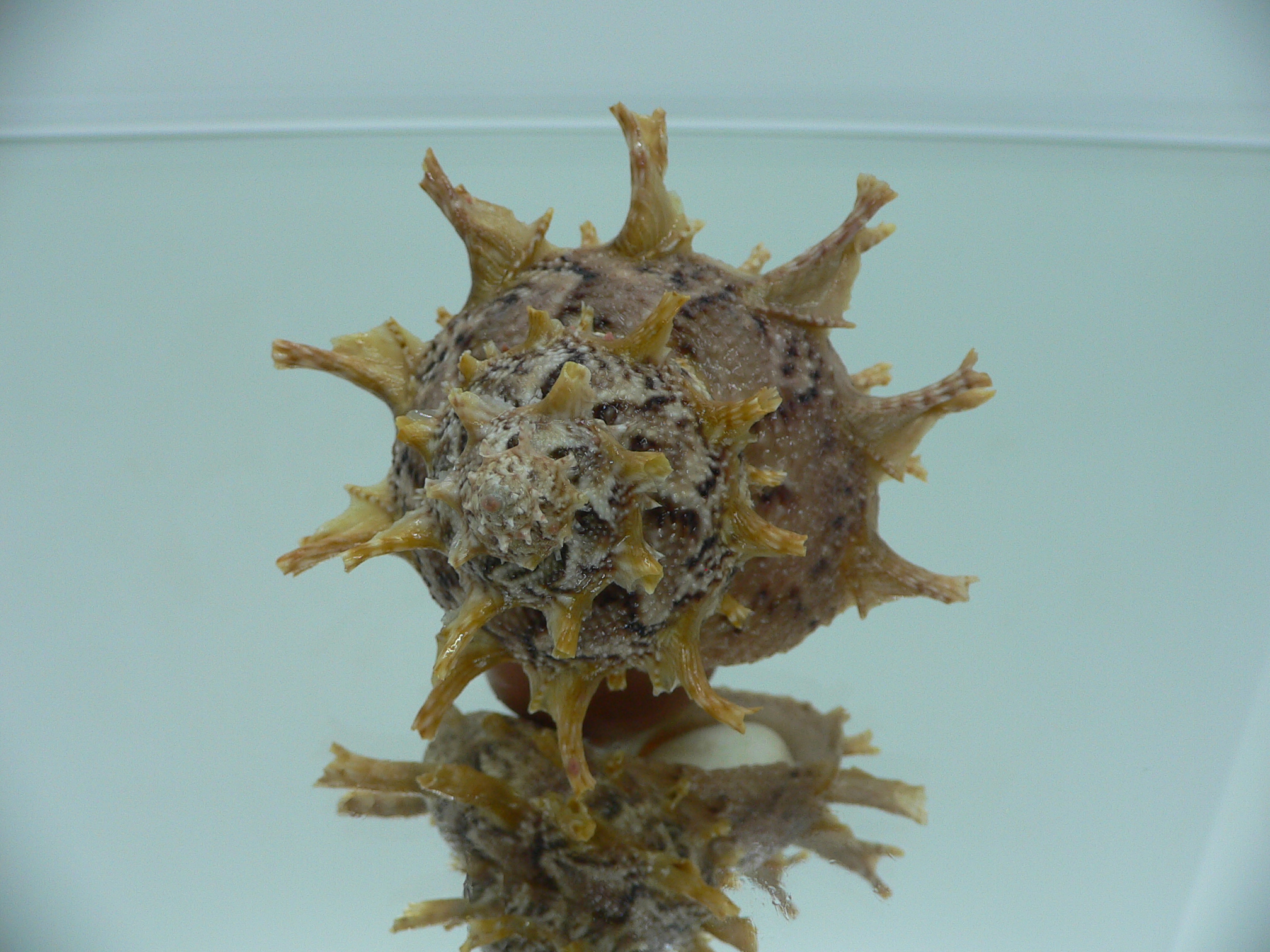 Harisazaea girgyllus BIG & MOTLEY