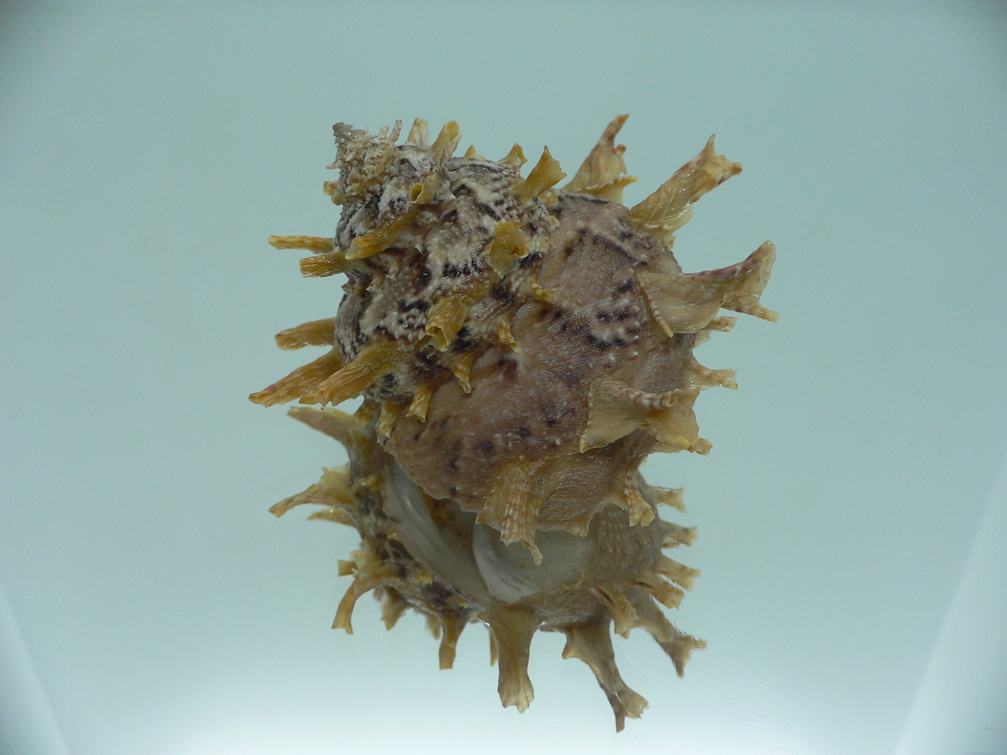 Harisazaea girgyllus BIG & MOTLEY