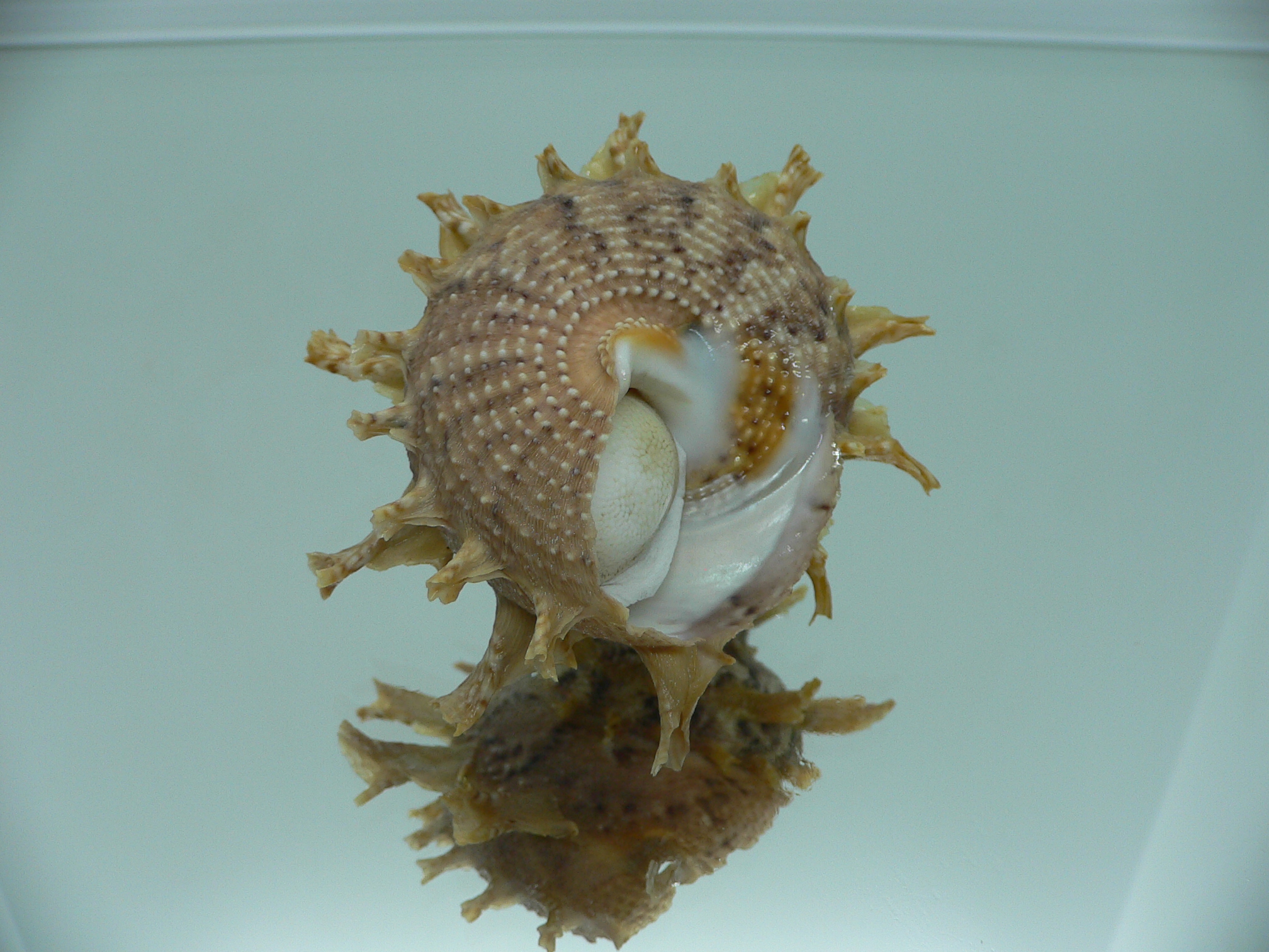 Harisazaea girgyllus BIG & MOTLEY