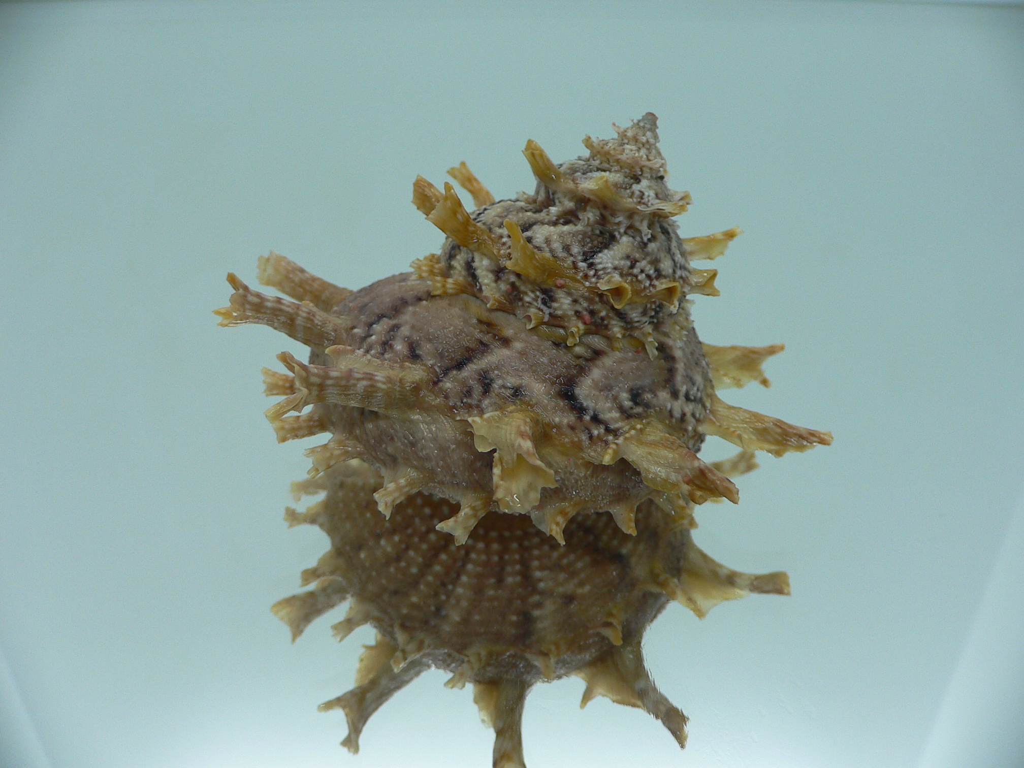 Harisazaea girgyllus BIG & MOTLEY