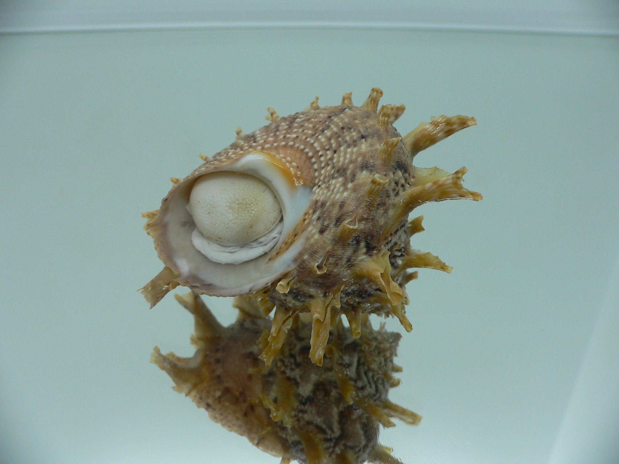 Harisazaea girgyllus BIG & MOTLEY