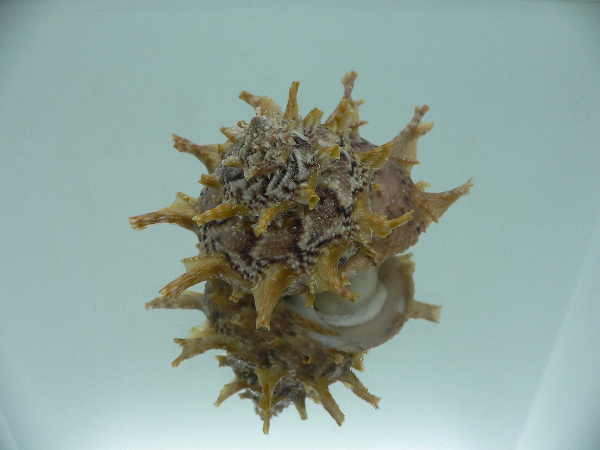 Harisazaea girgyllus BIG & MOTLEY