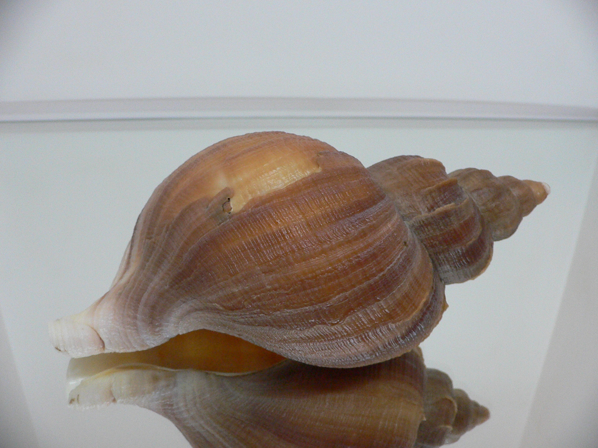 Neptunea constricta LIGHT LIP