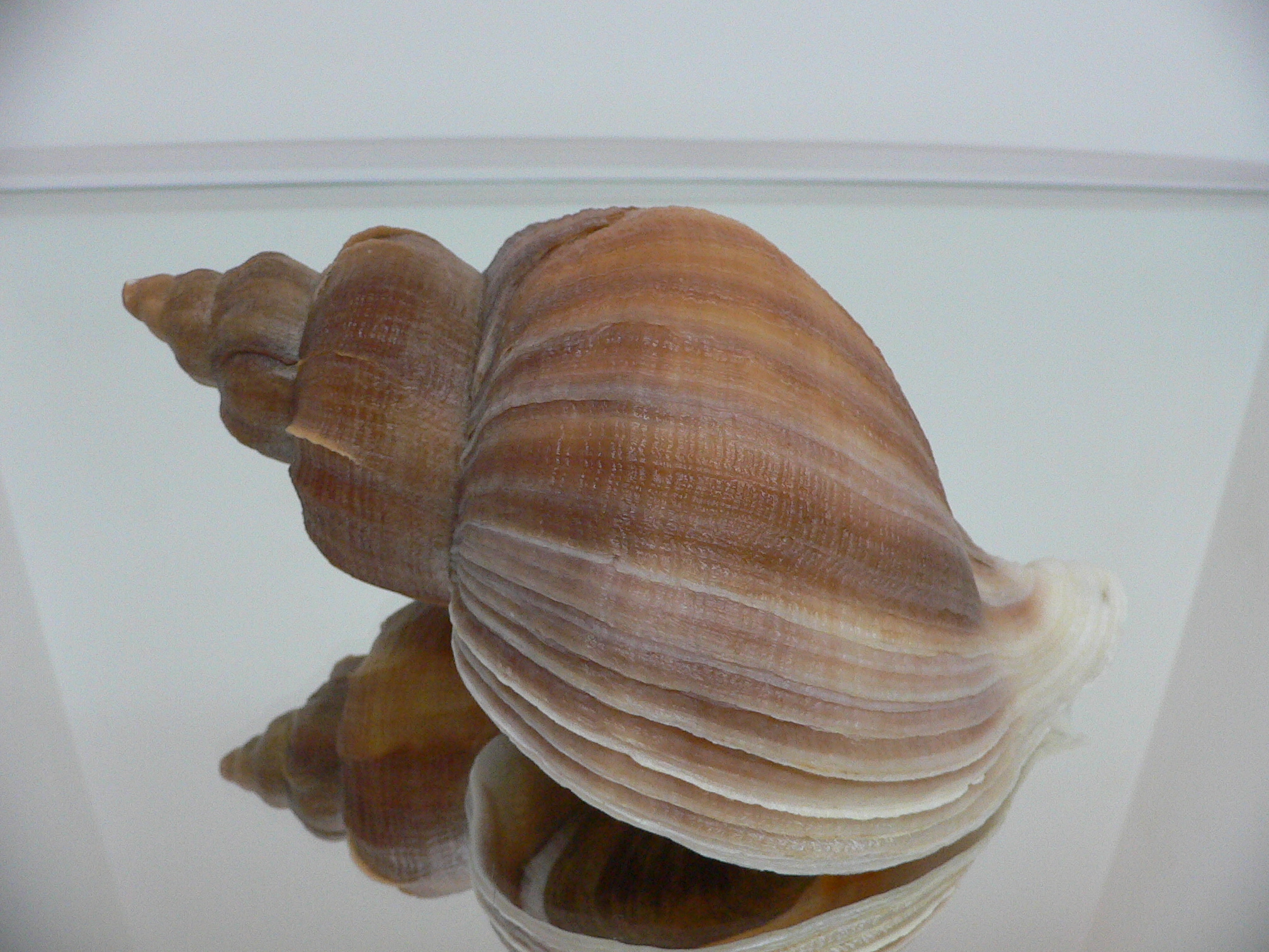 Neptunea constricta LIGHT LIP