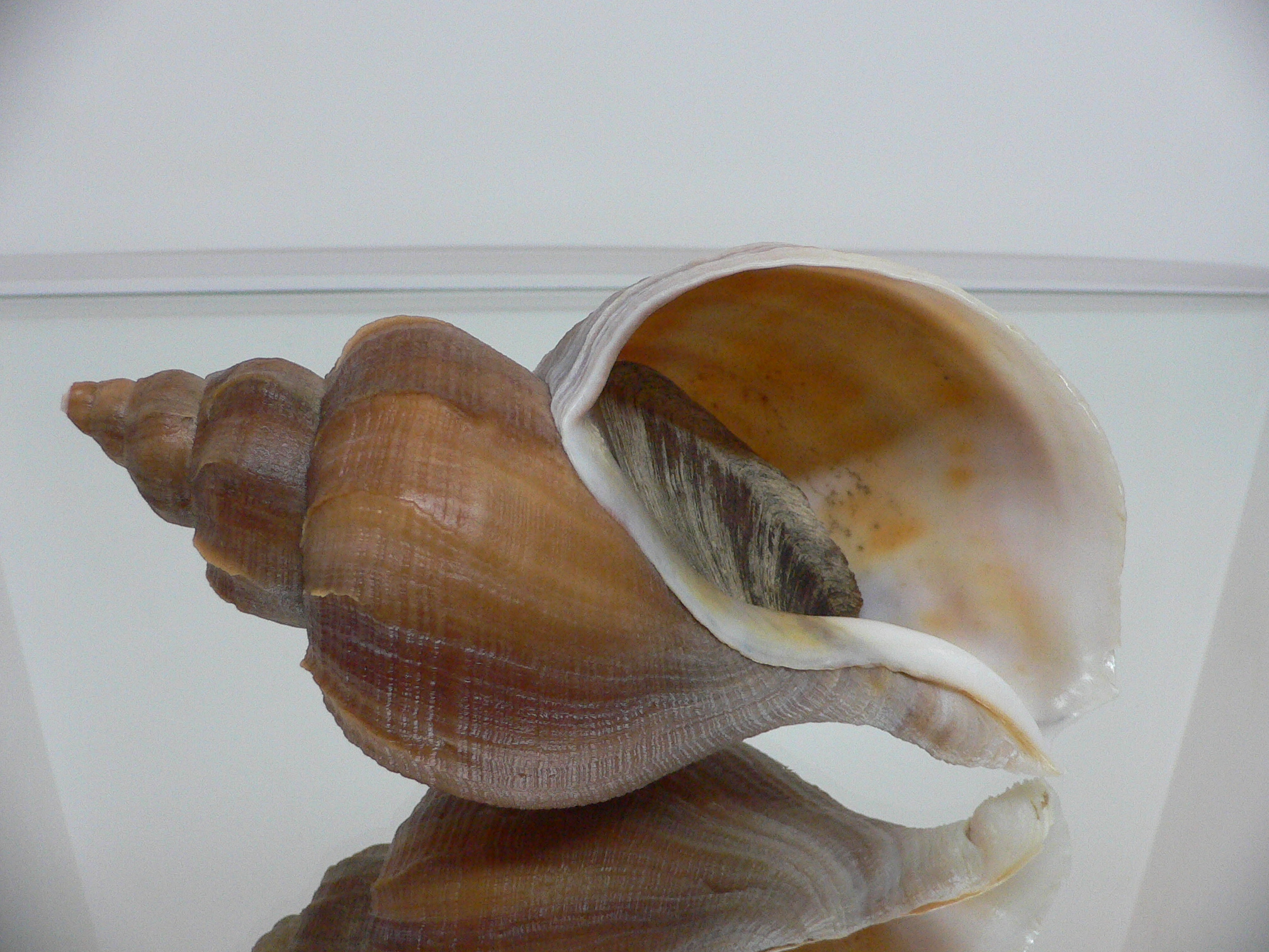 Neptunea constricta LIGHT LIP