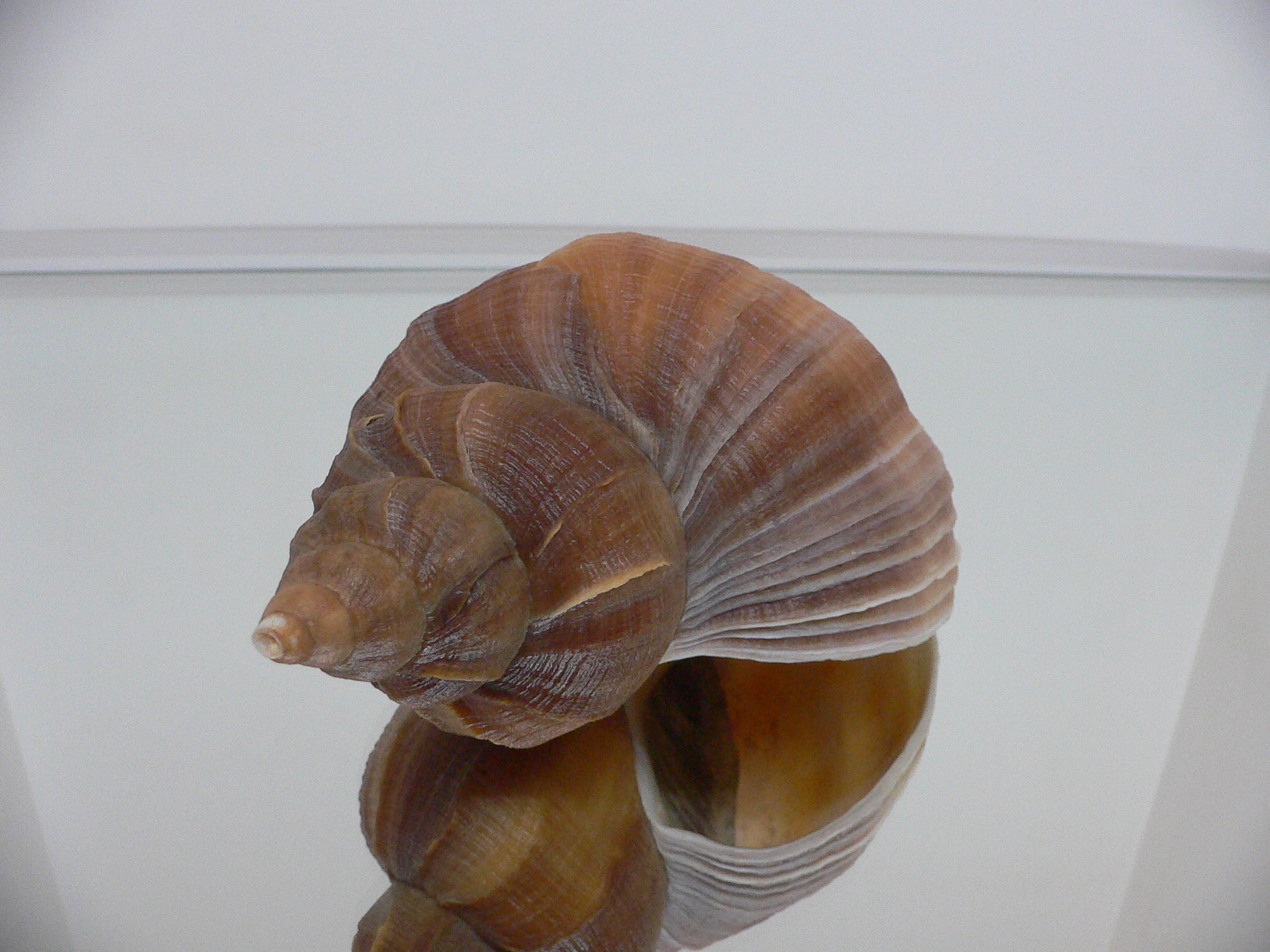 Neptunea constricta LIGHT LIP