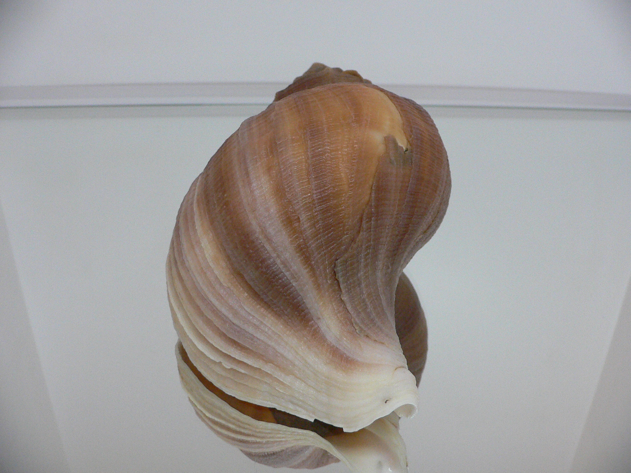 Neptunea constricta LIGHT LIP