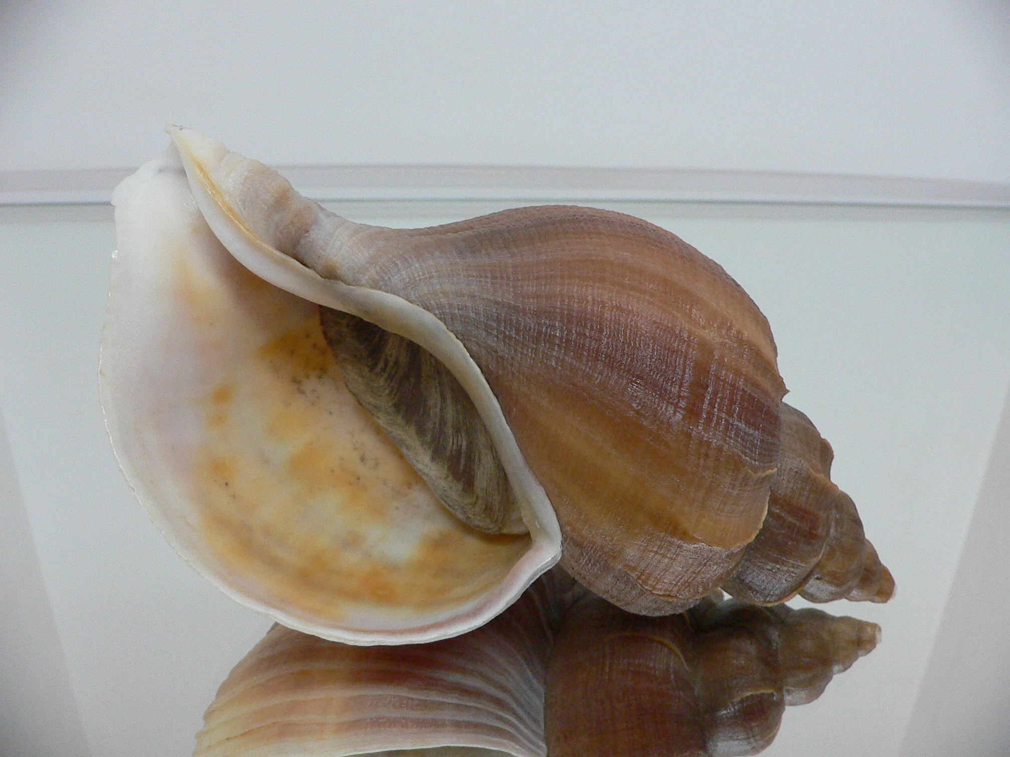 Neptunea constricta LIGHT LIP