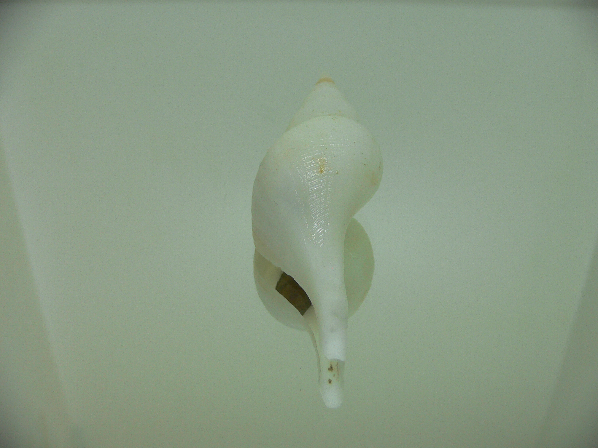 Chryseofusus hyphalus ALBINO