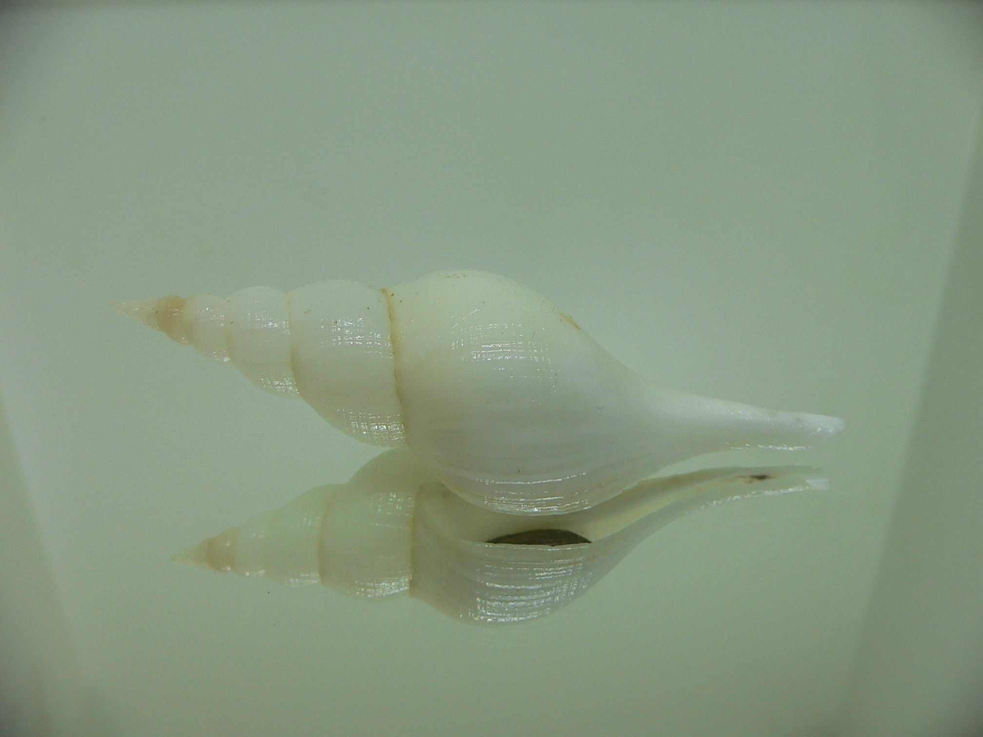 Chryseofusus hyphalus ALBINO