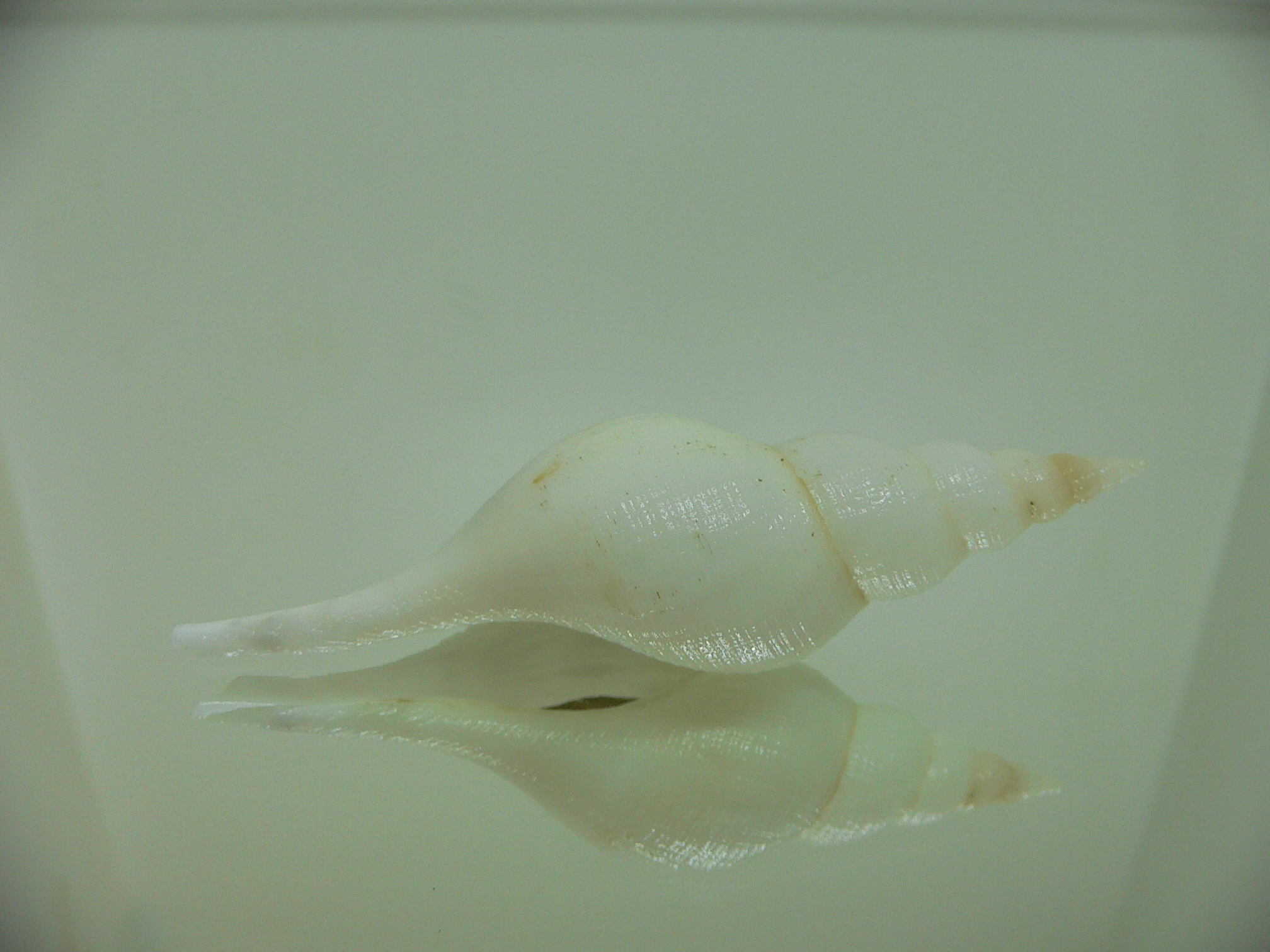 Chryseofusus hyphalus ALBINO