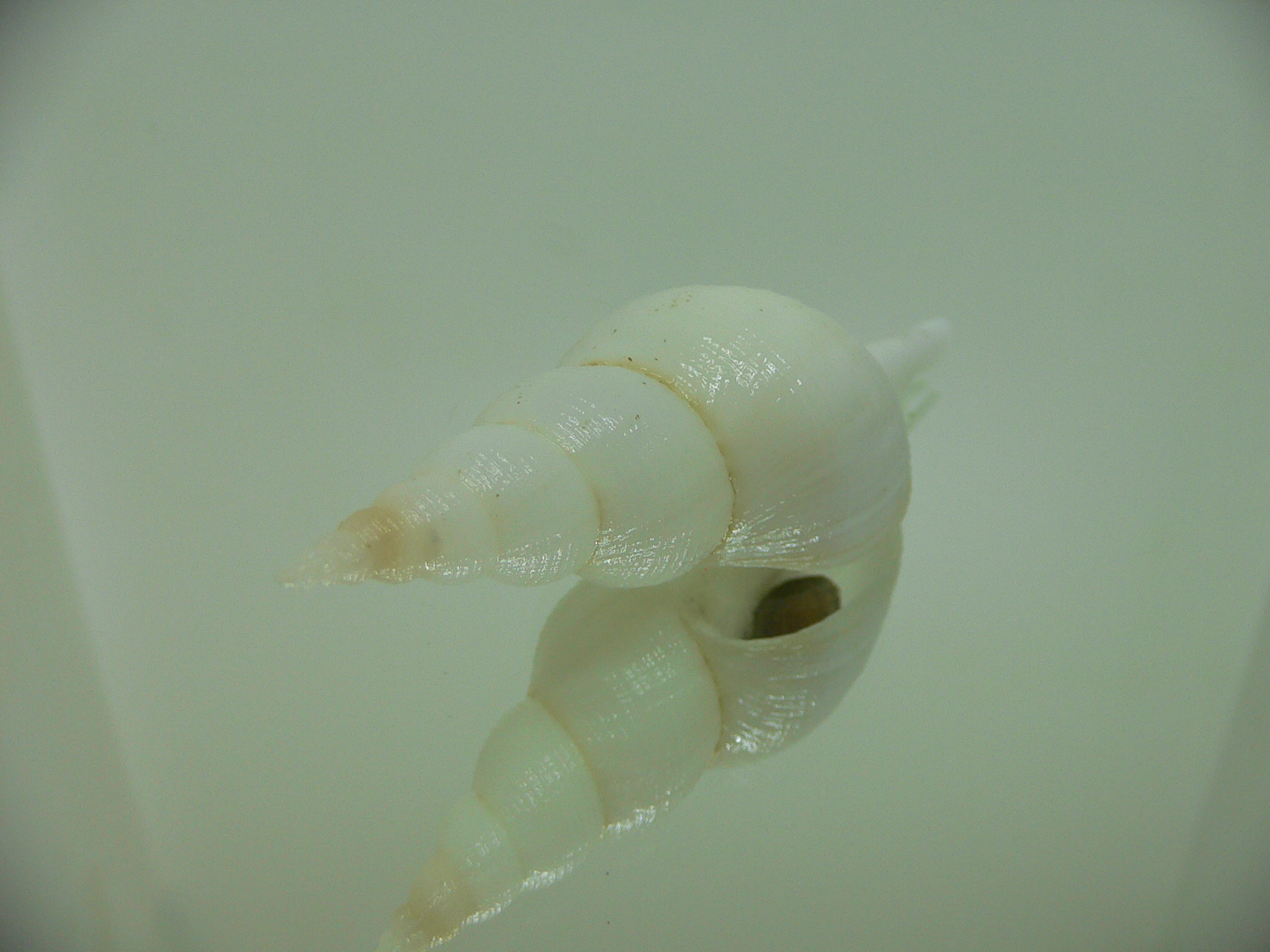 Chryseofusus hyphalus ALBINO