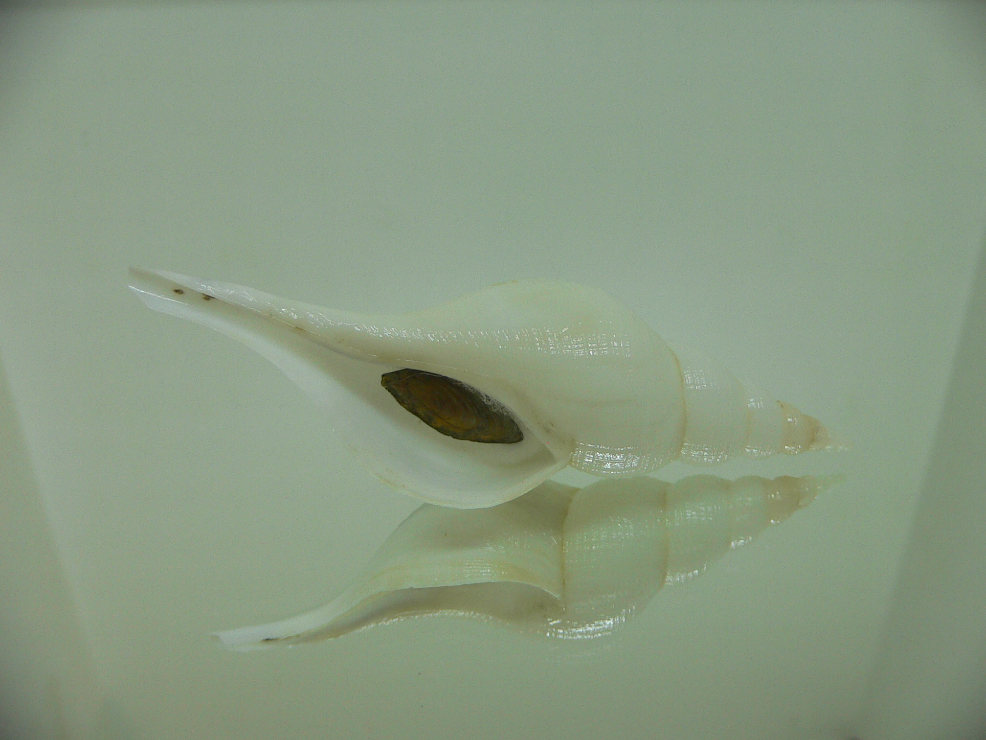 Chryseofusus hyphalus ALBINO