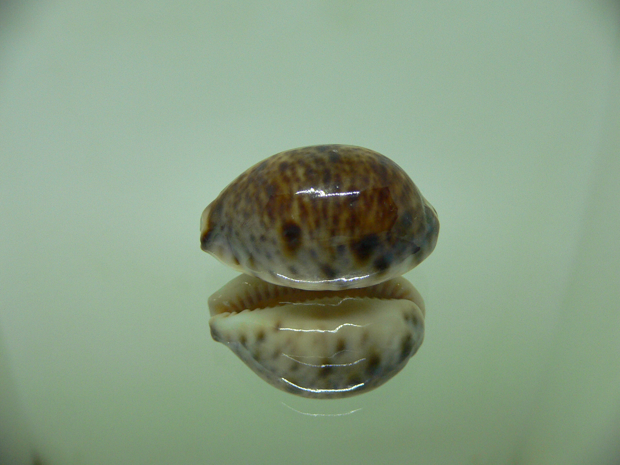 Cypraea lynx UNUSUAL