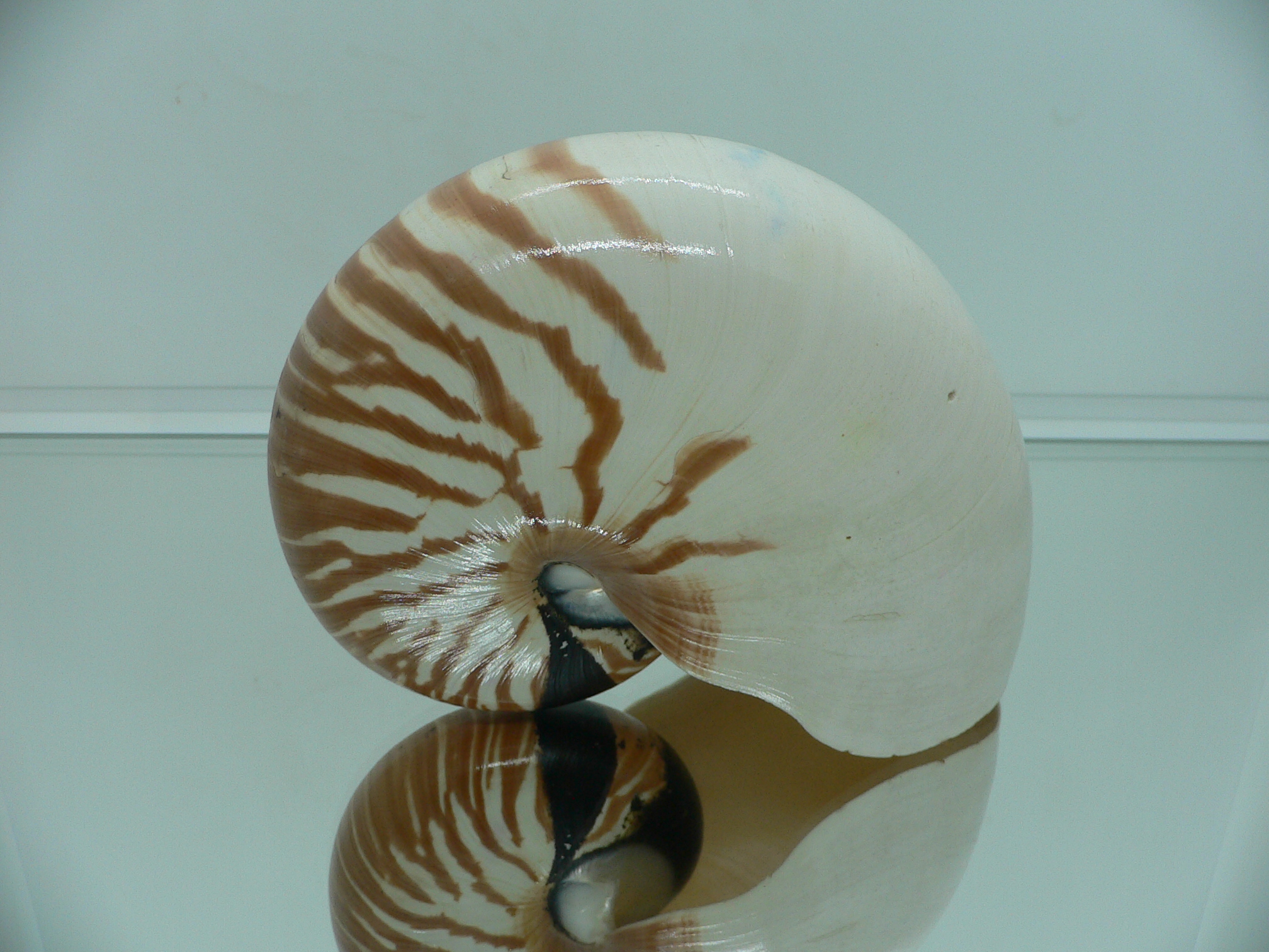 Nautilus pompilius