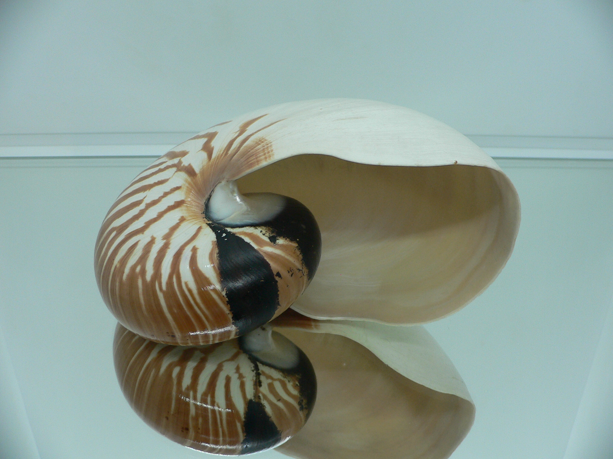 Nautilus pompilius