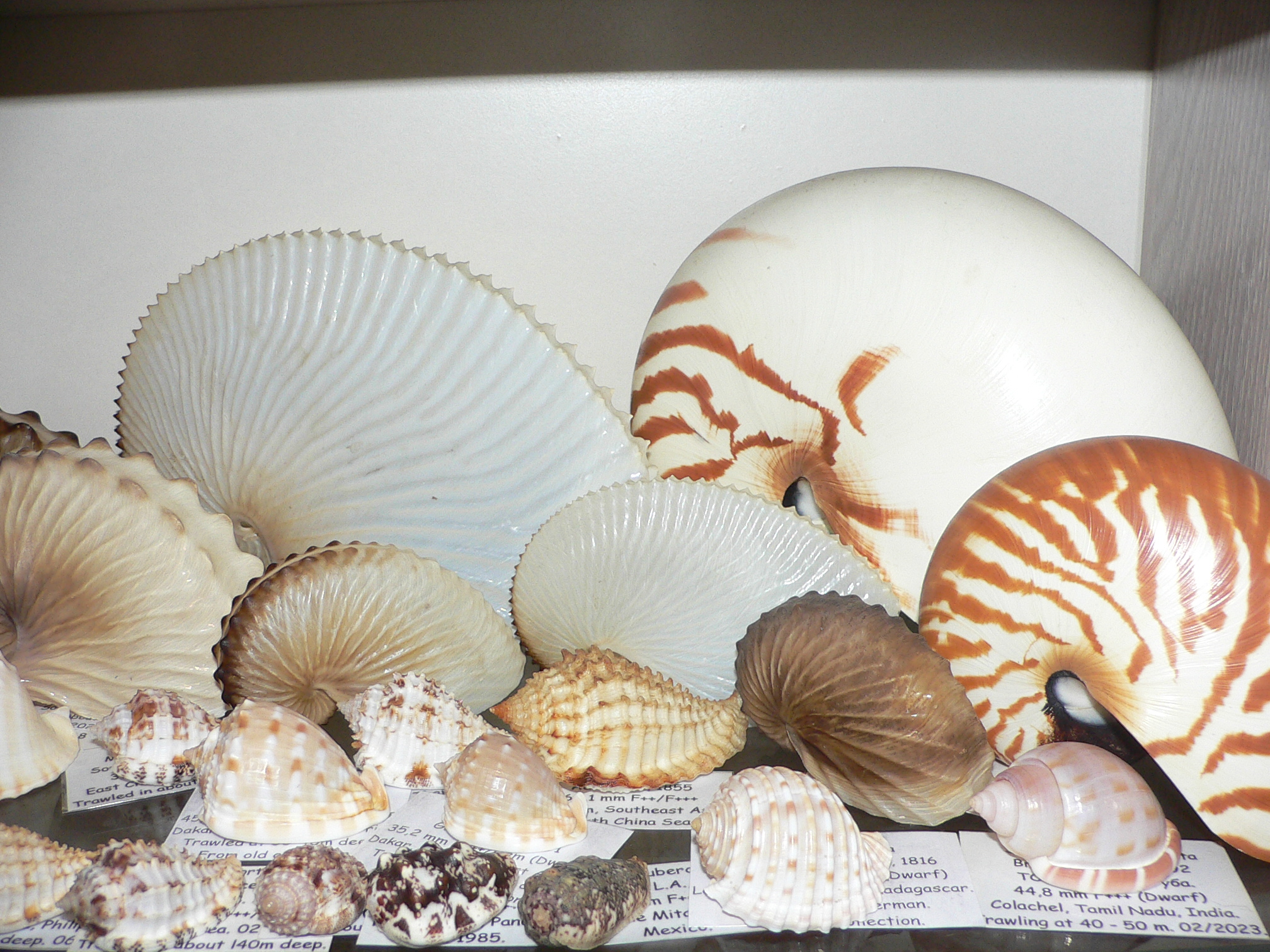 Nautilus pompilius