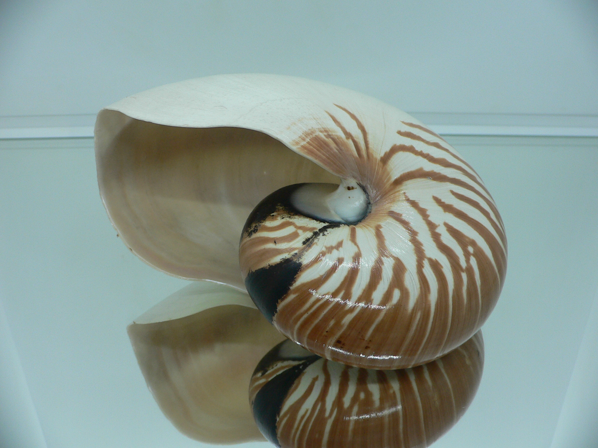 Nautilus pompilius