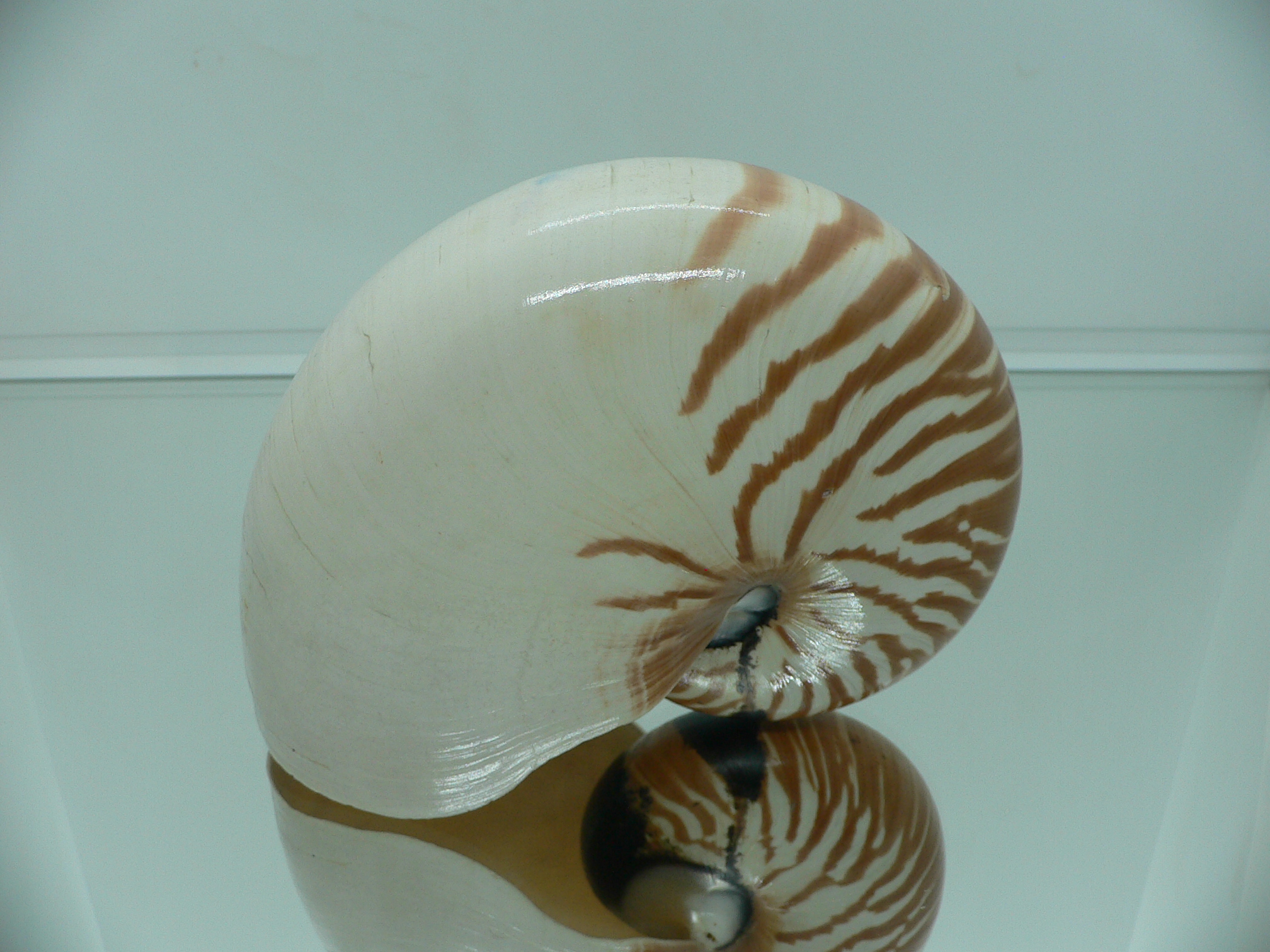 Nautilus pompilius