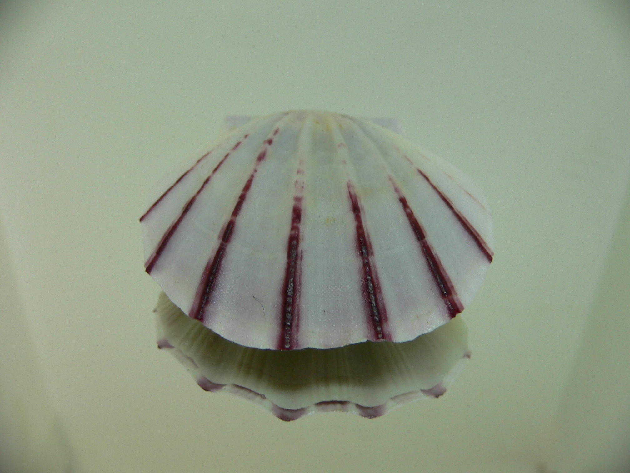 Equichlamys bifrons RARE