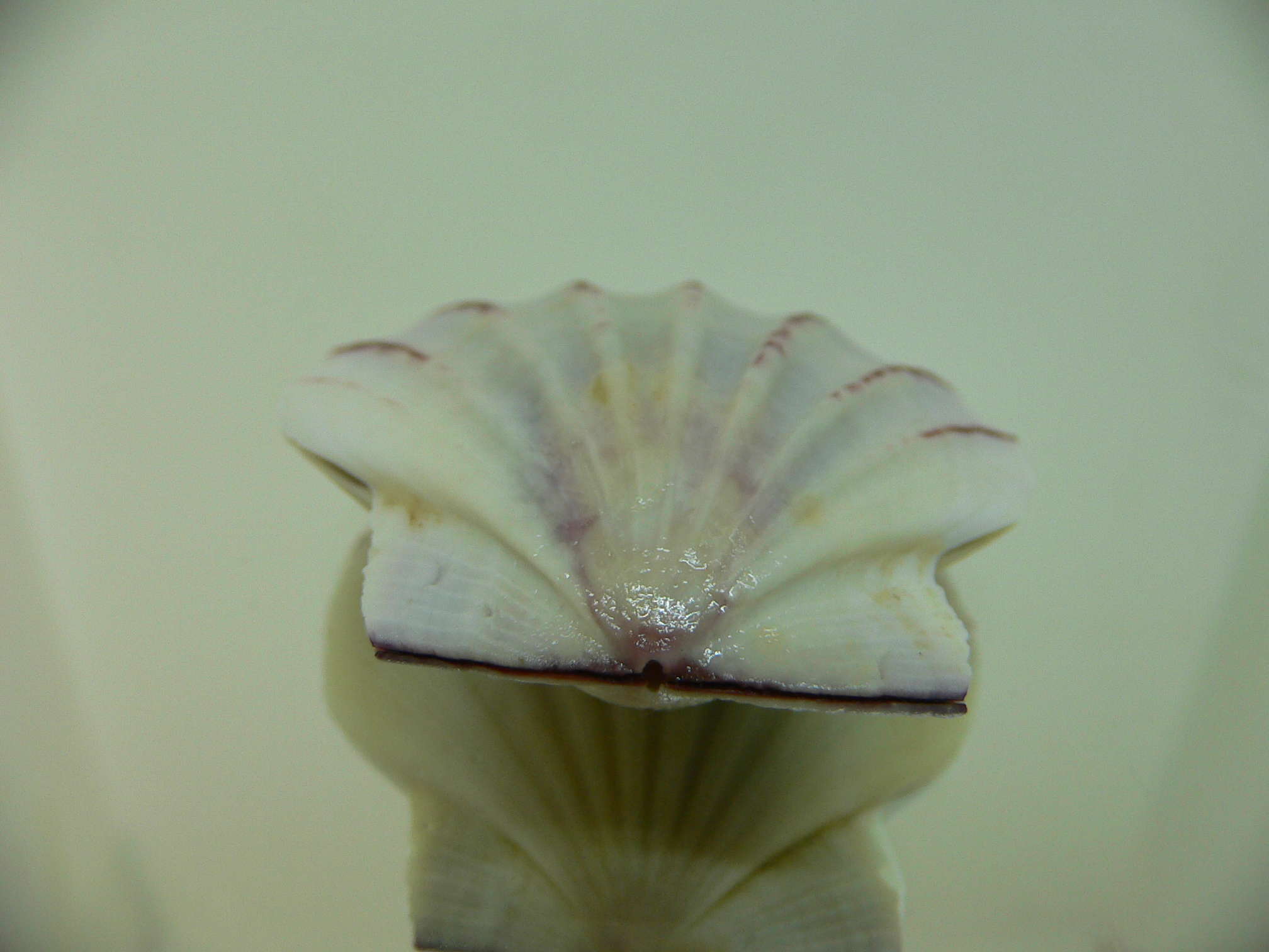 Equichlamys bifrons RARE