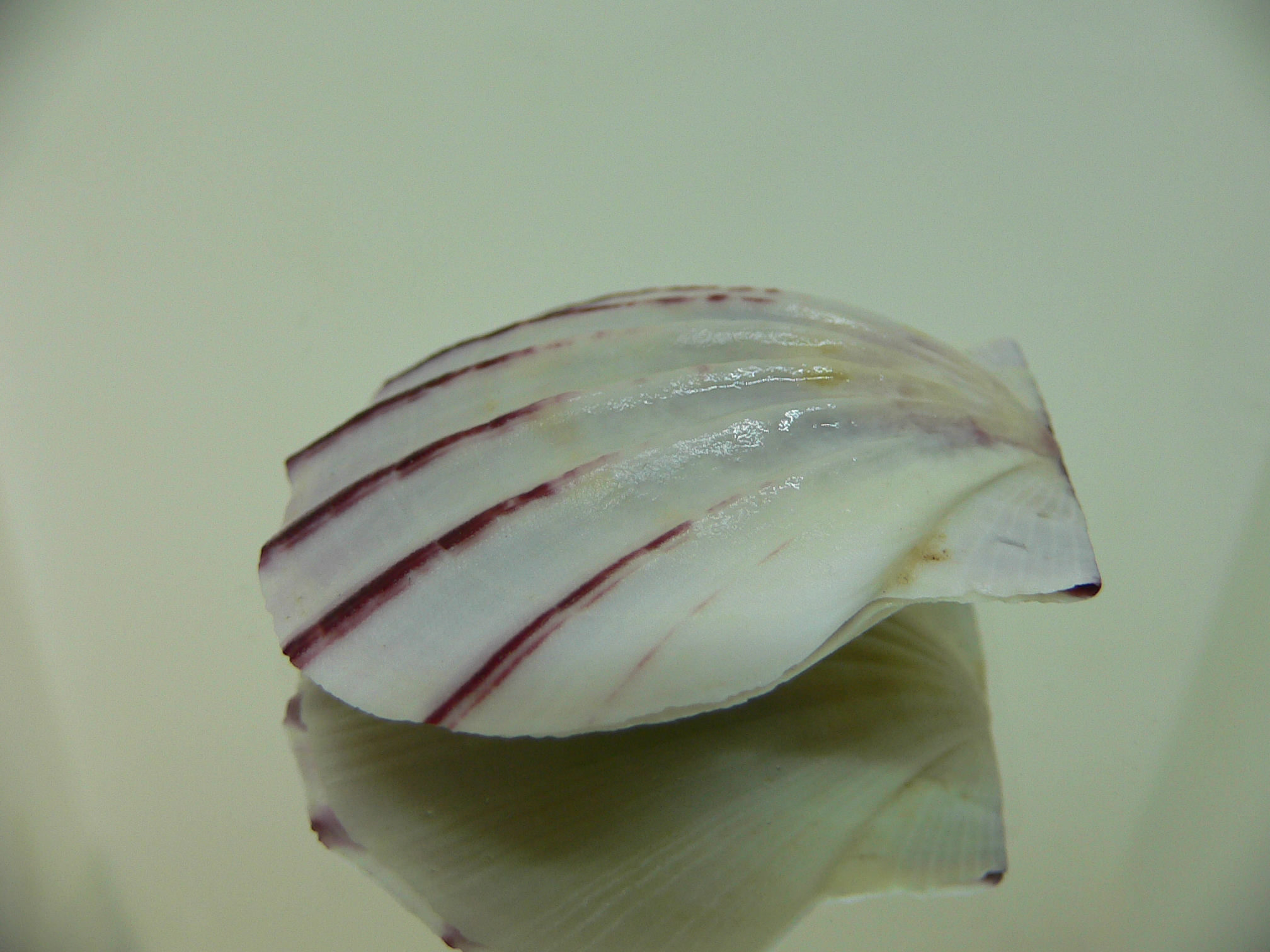 Equichlamys bifrons RARE