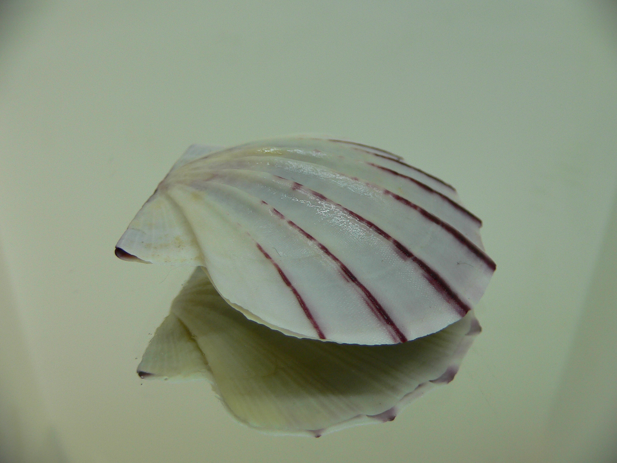 Equichlamys bifrons RARE