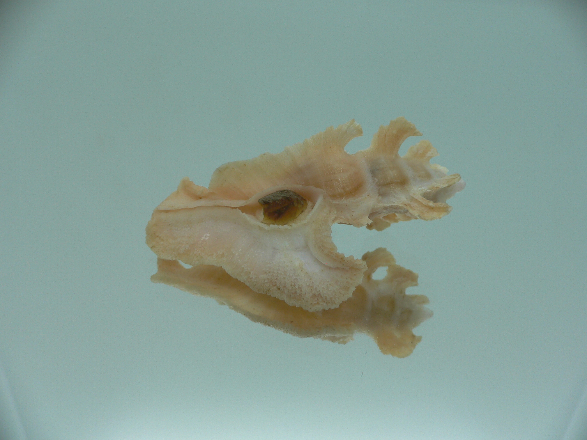 Pterynotus elongates ORANGE COLOR