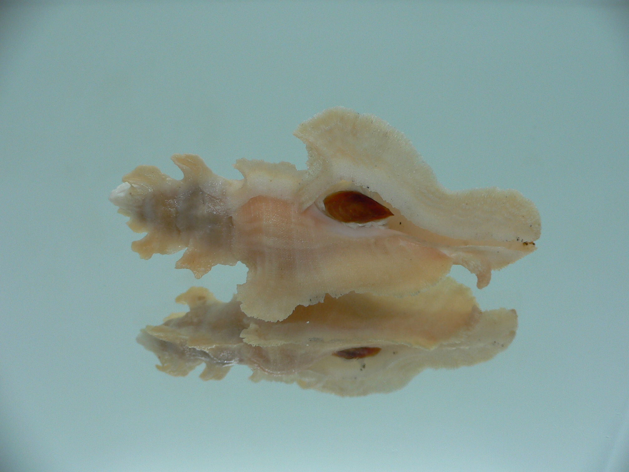 Pterynotus elongates COLOR