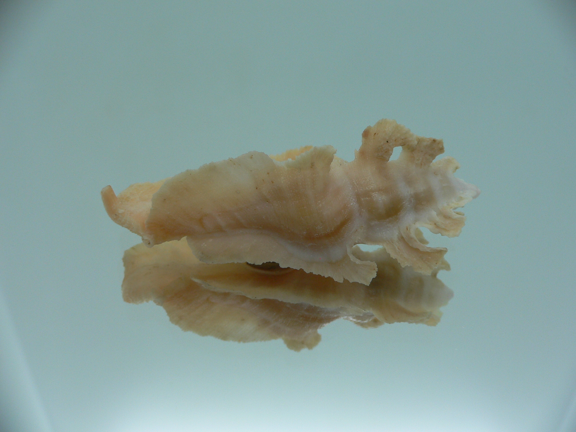 Pterynotus elongates ORANGE COLOR