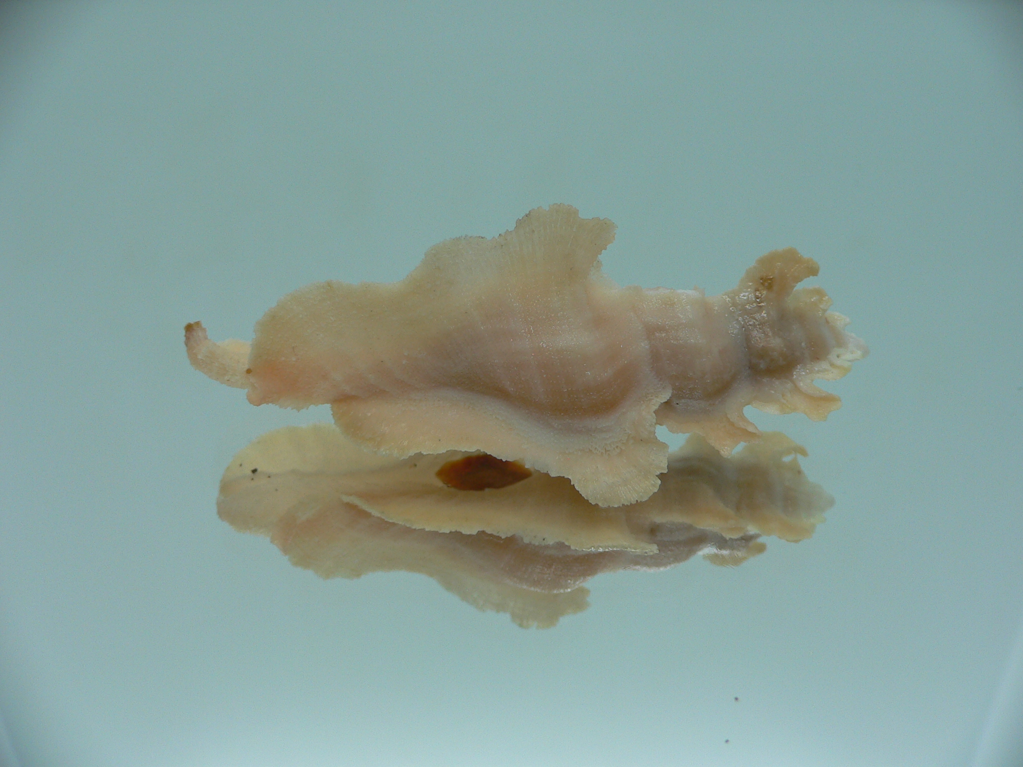 Pterynotus elongates COLOR