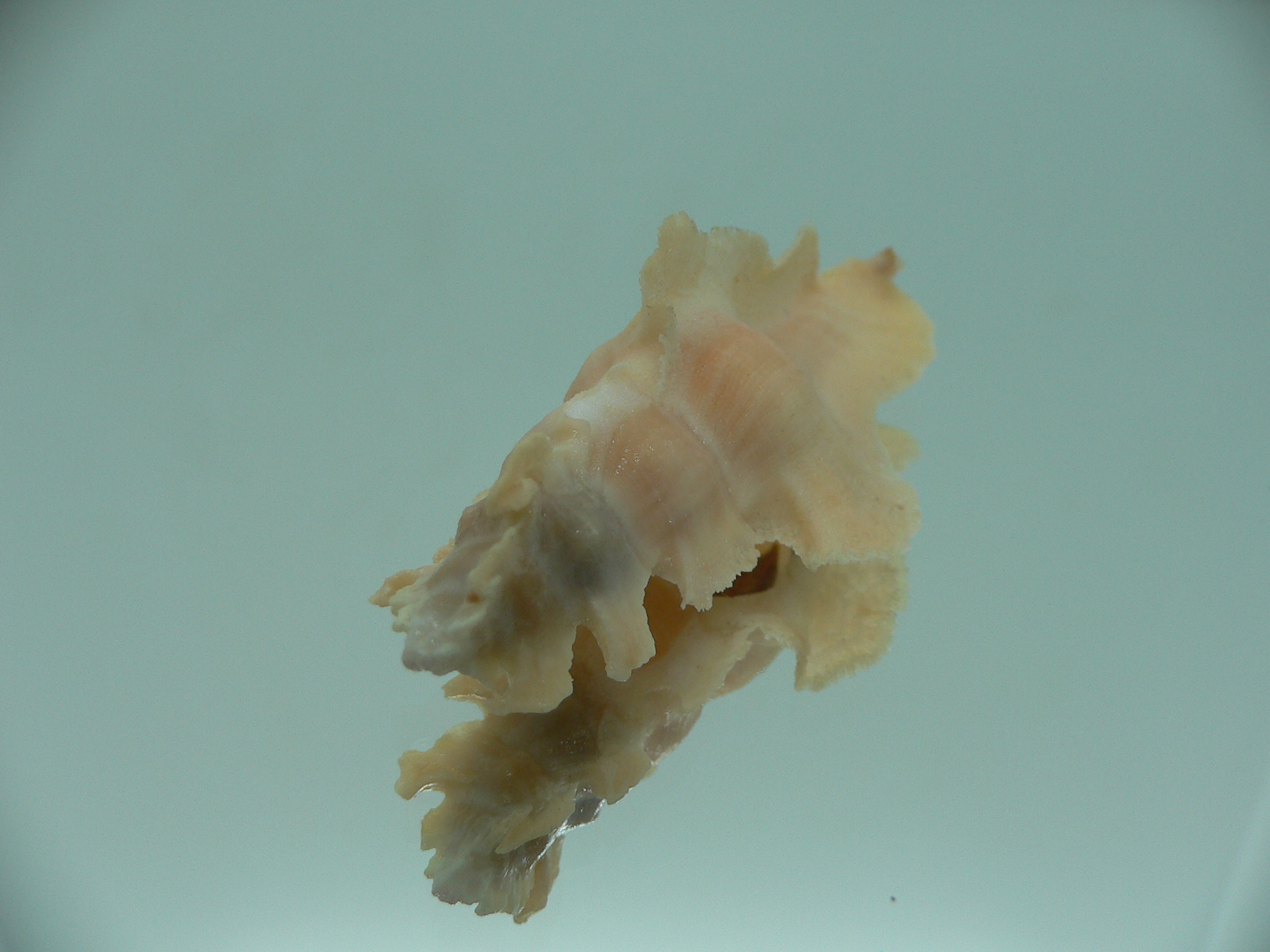 Pterynotus elongates COLOR