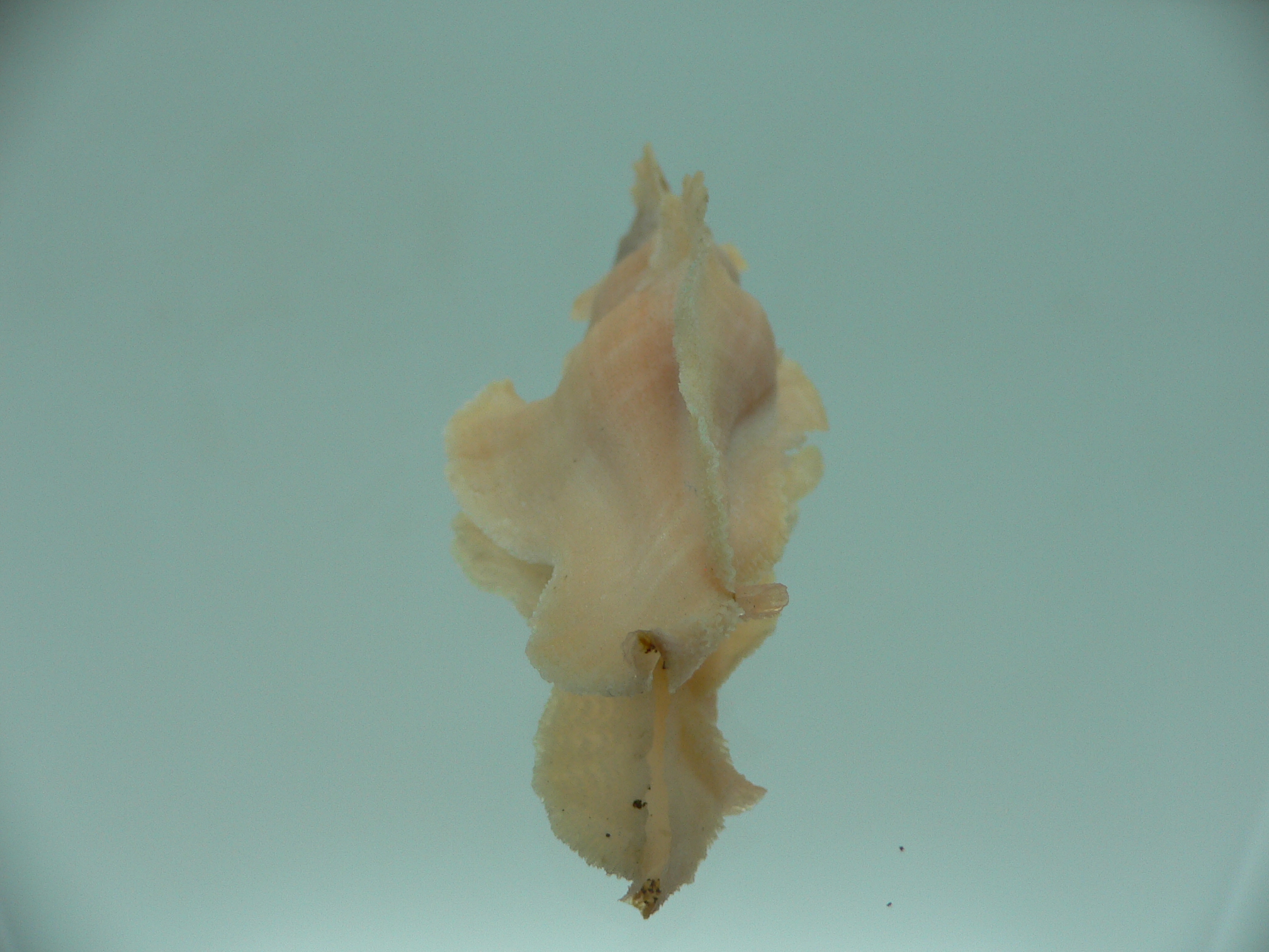 Pterynotus elongates COLOR