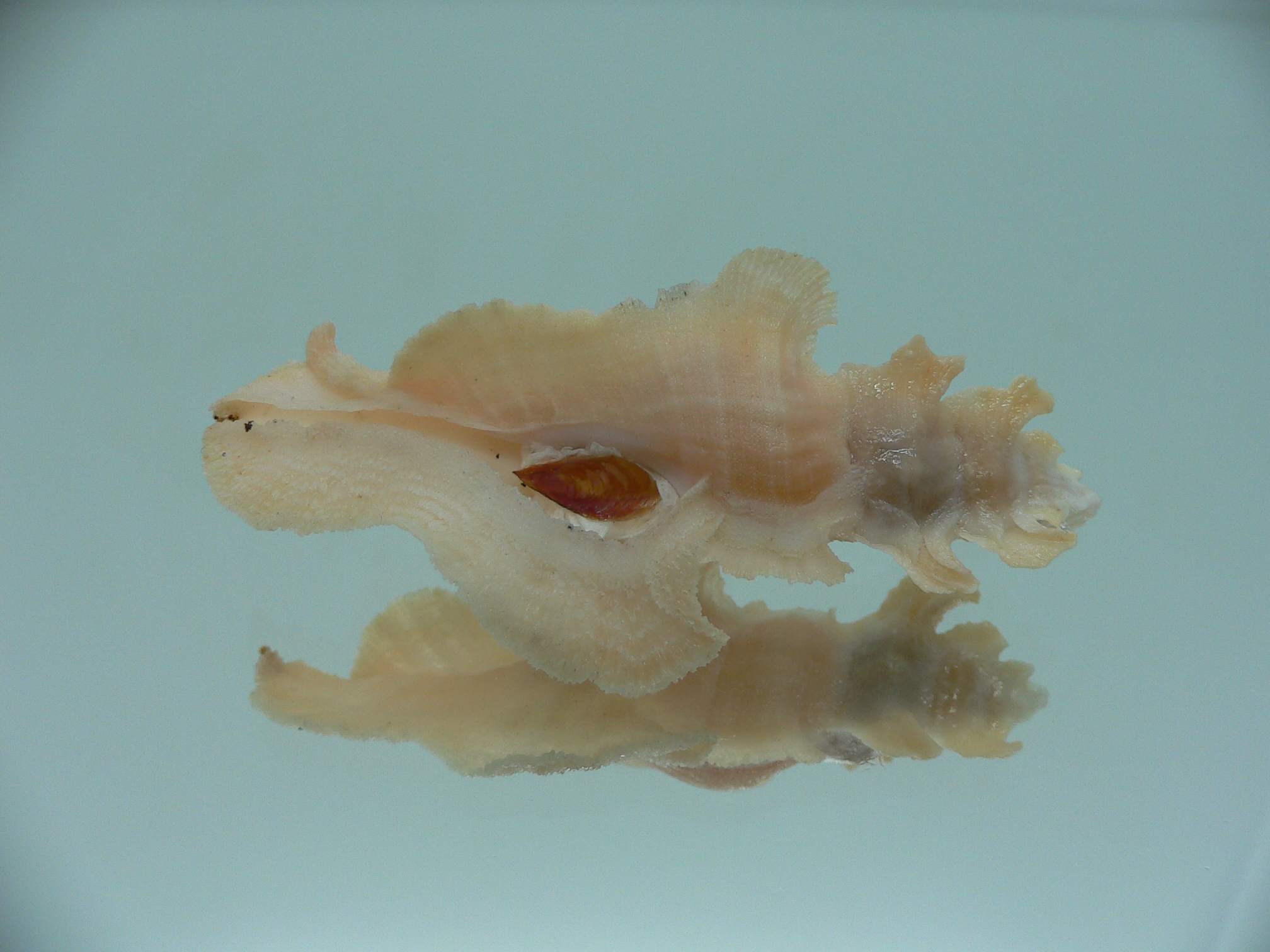 Pterynotus elongates COLOR