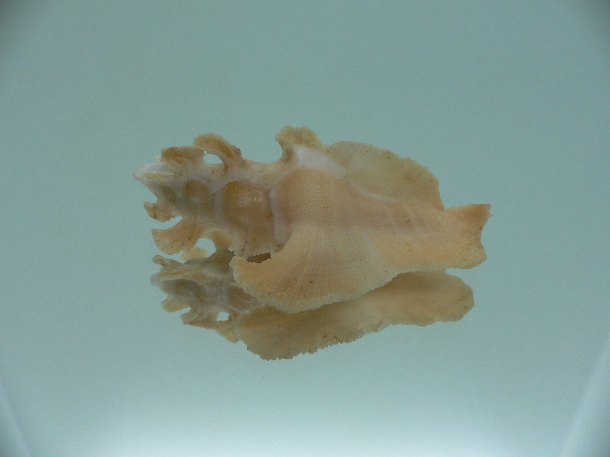 Pterynotus elongates ORANGE COLOR