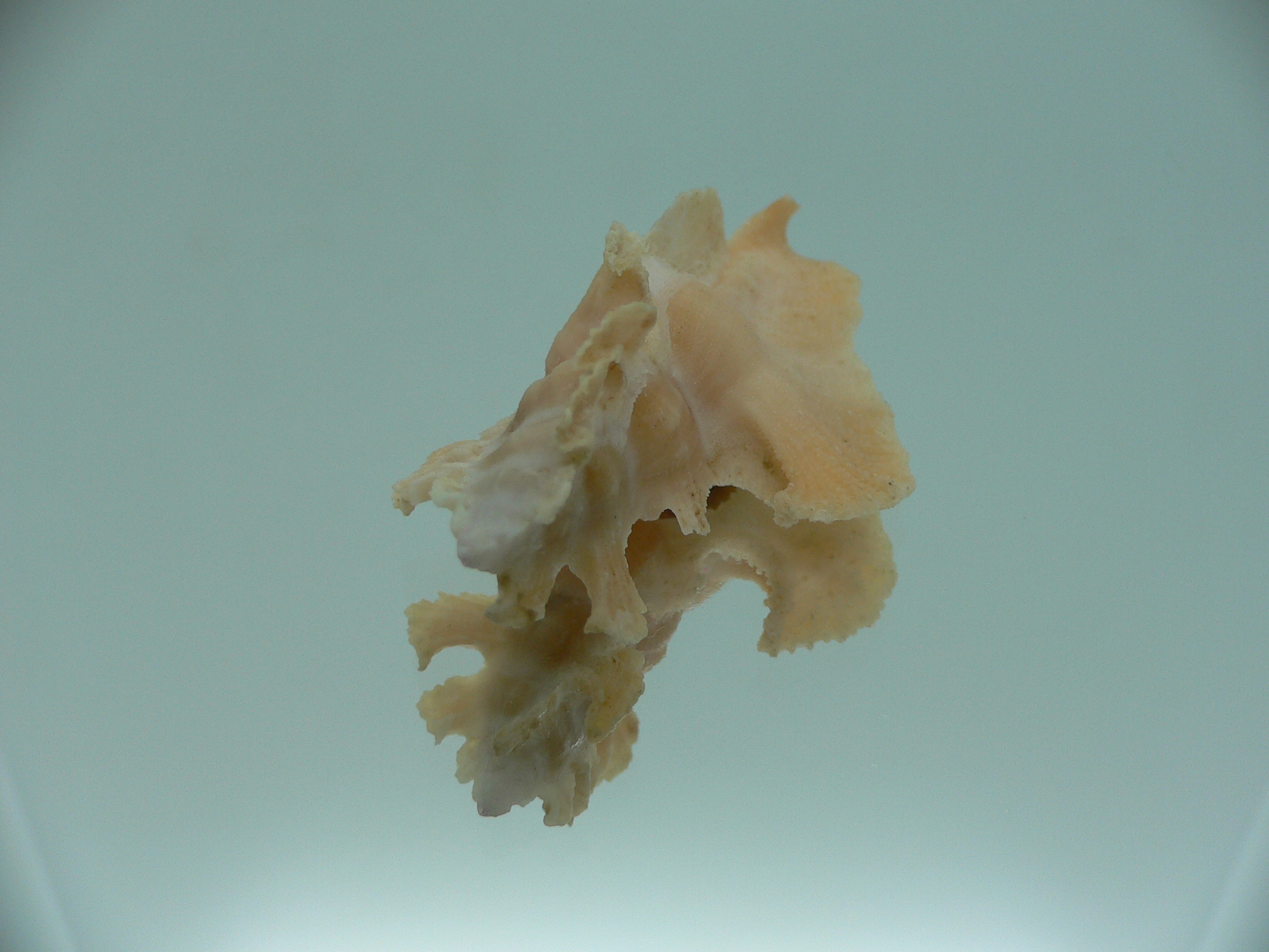 Pterynotus elongates ORANGE COLOR