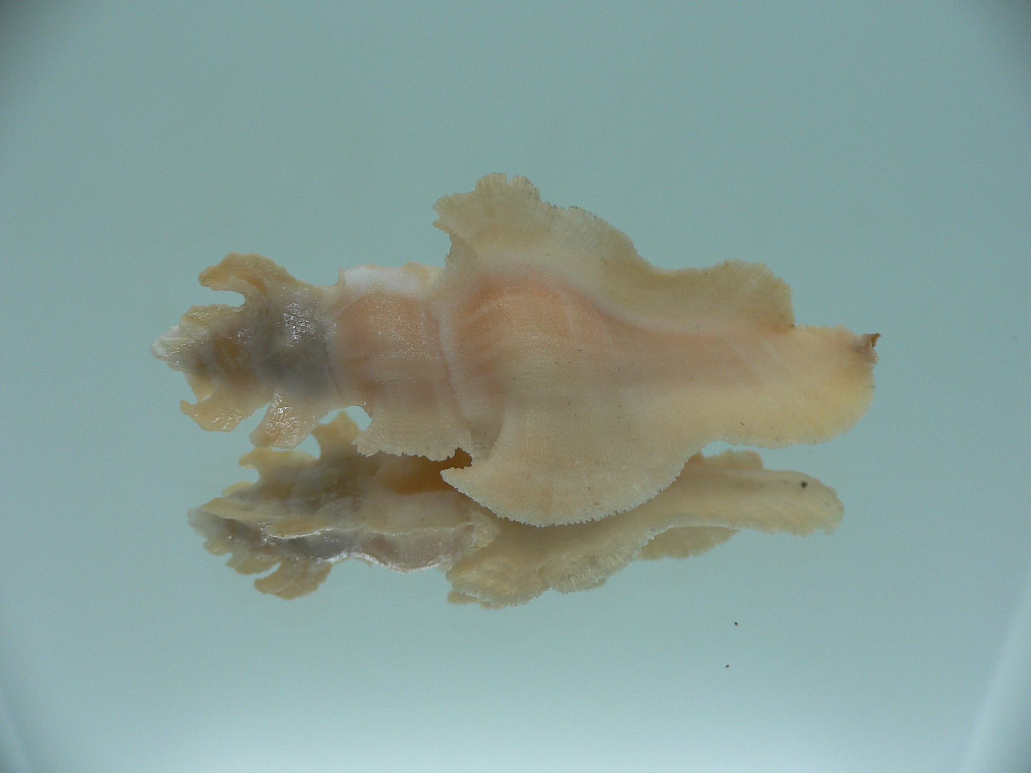 Pterynotus elongates COLOR