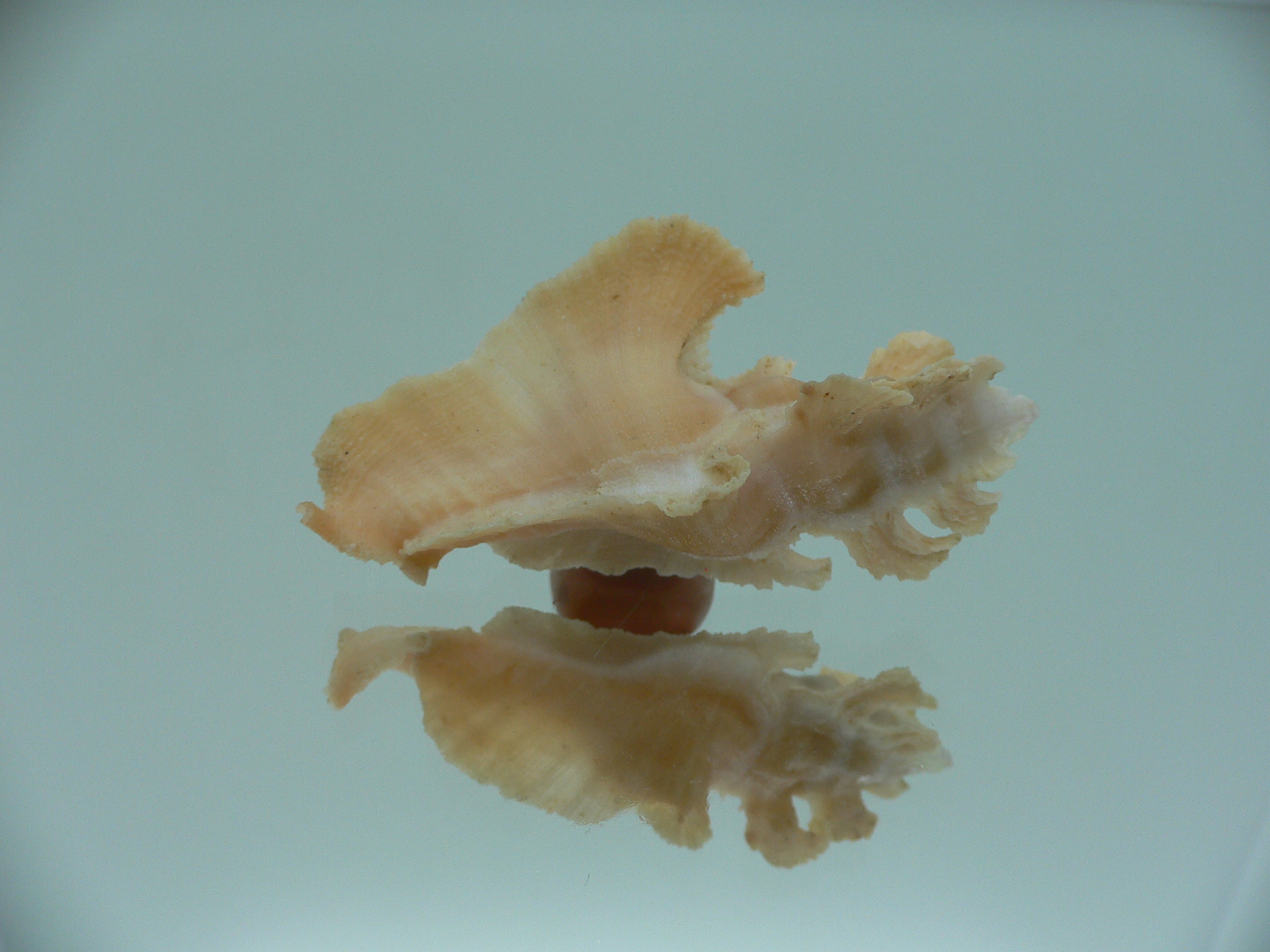 Pterynotus elongates ORANGE COLOR