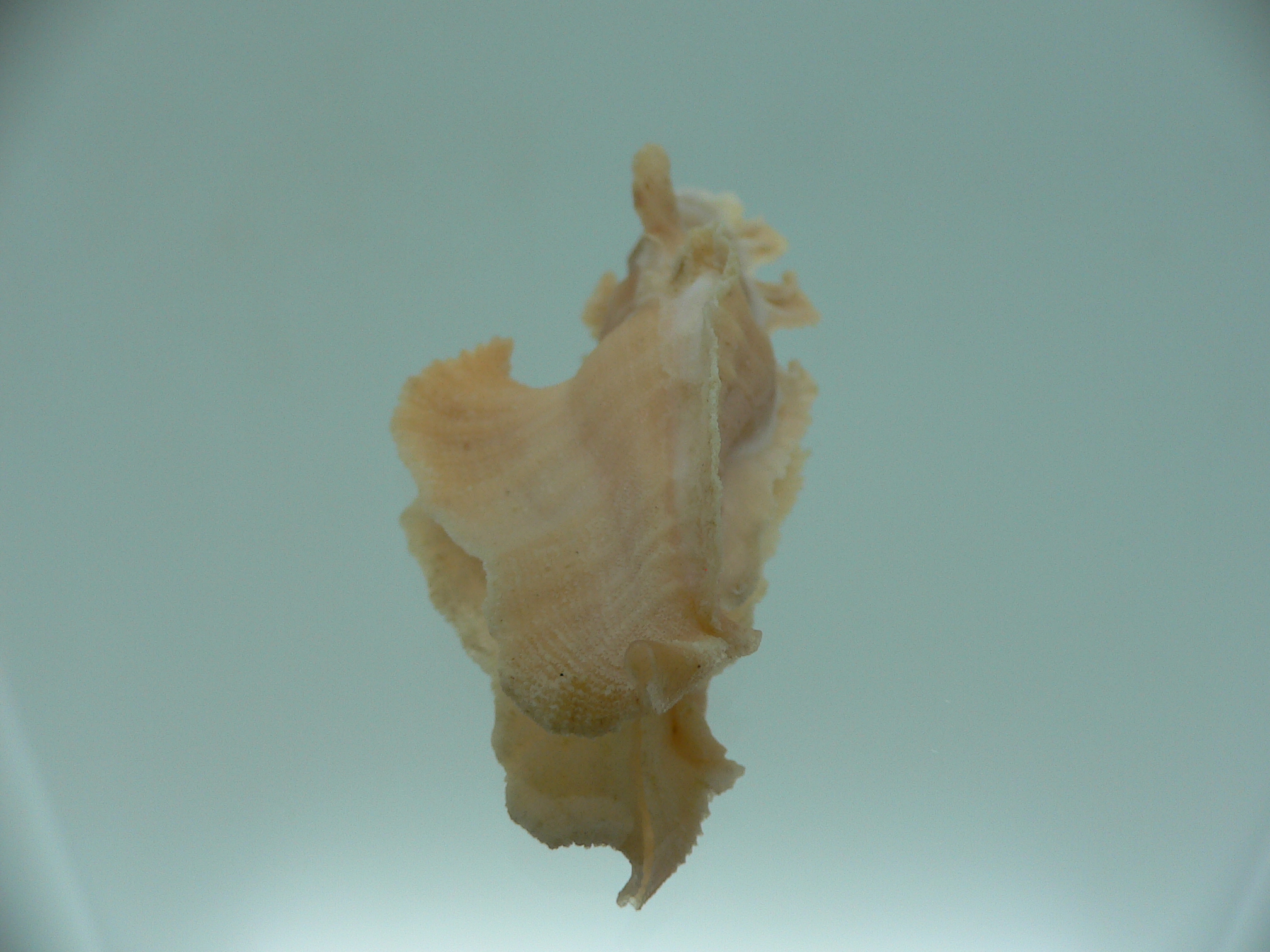 Pterynotus elongates ORANGE COLOR