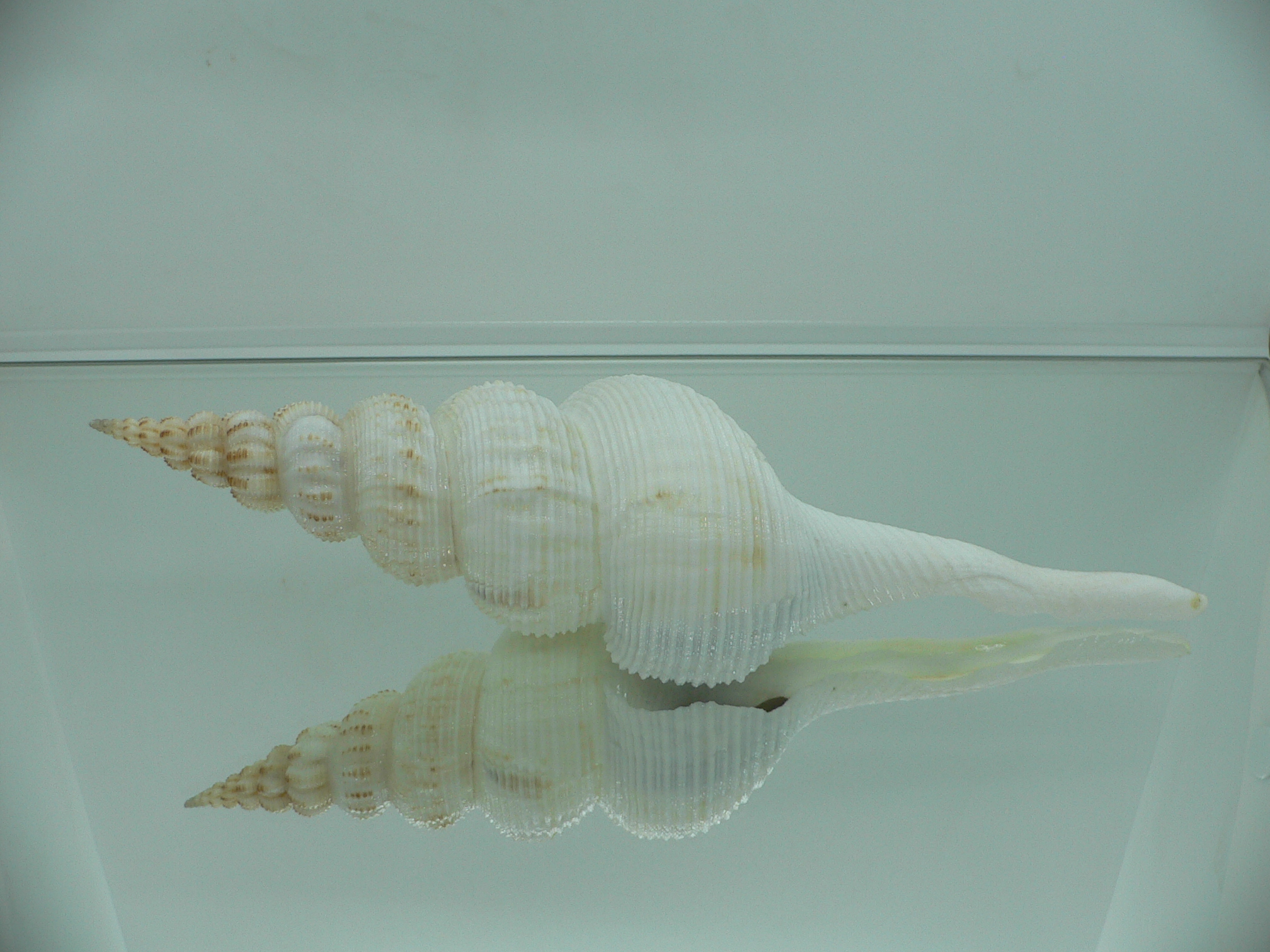 Fusinus salisburyi VERY GOOD SIZE 1