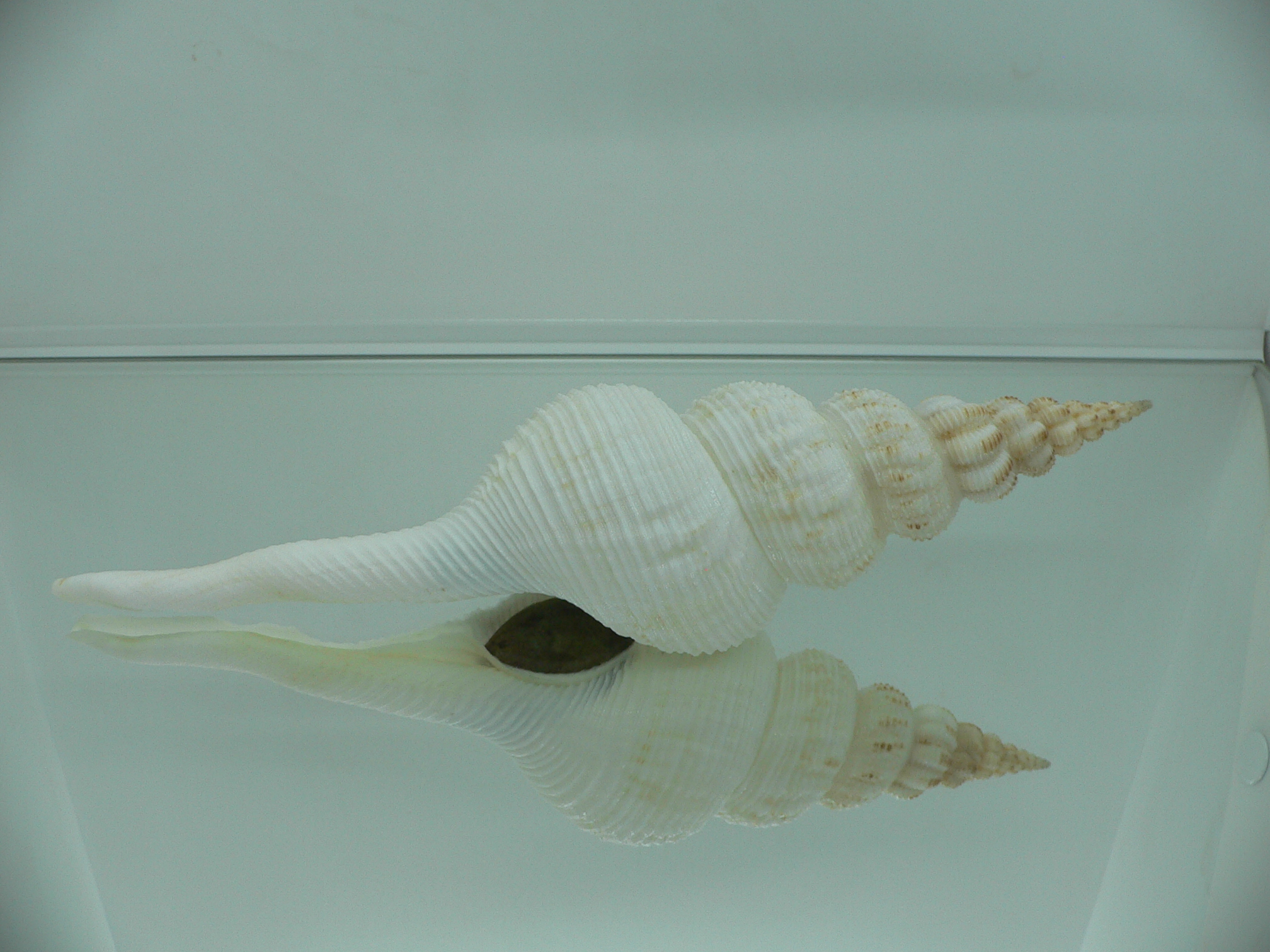 Fusinus salisburyi VERY GOOD SIZE 1