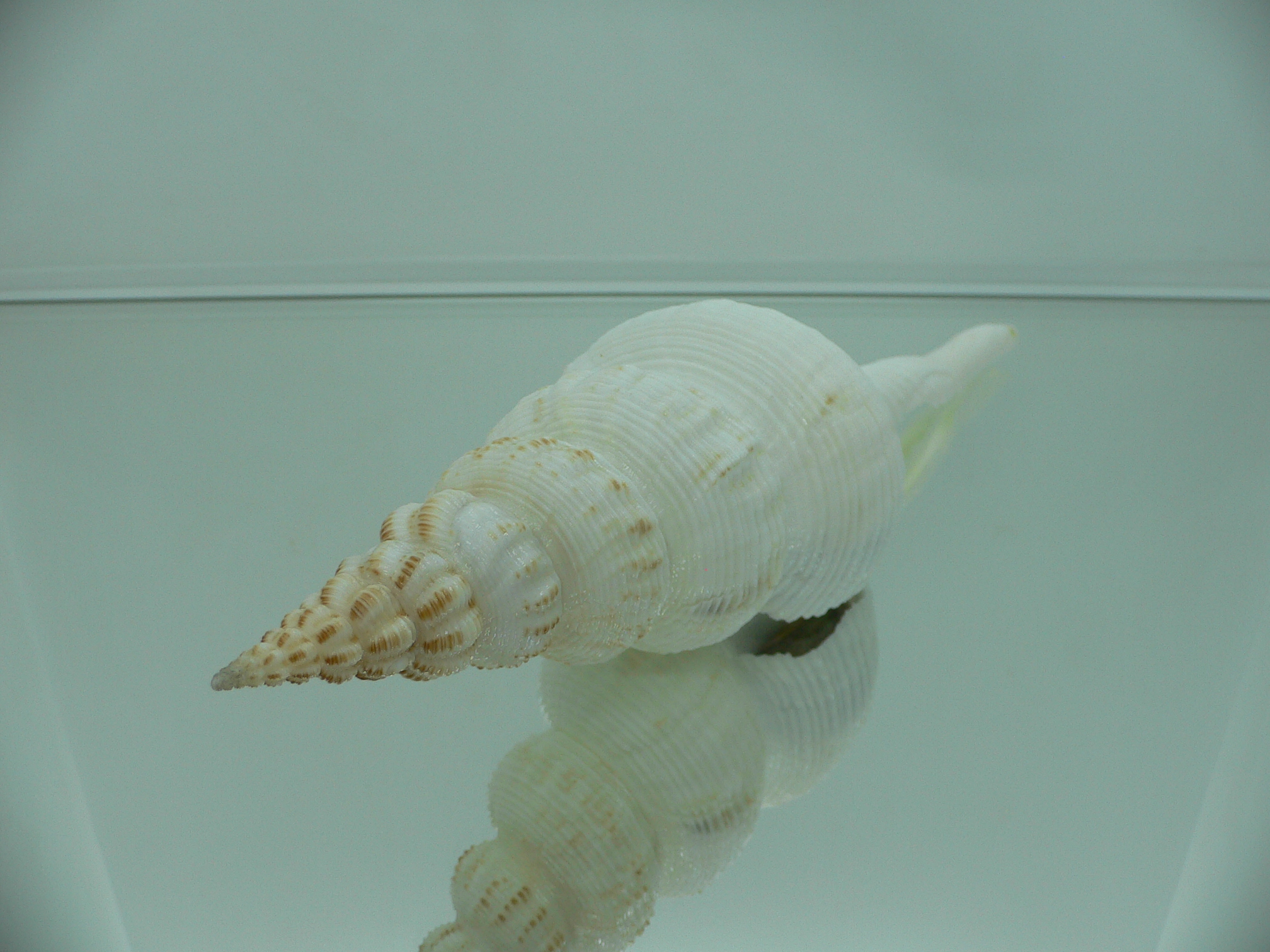 Fusinus salisburyi VERY GOOD SIZE 1