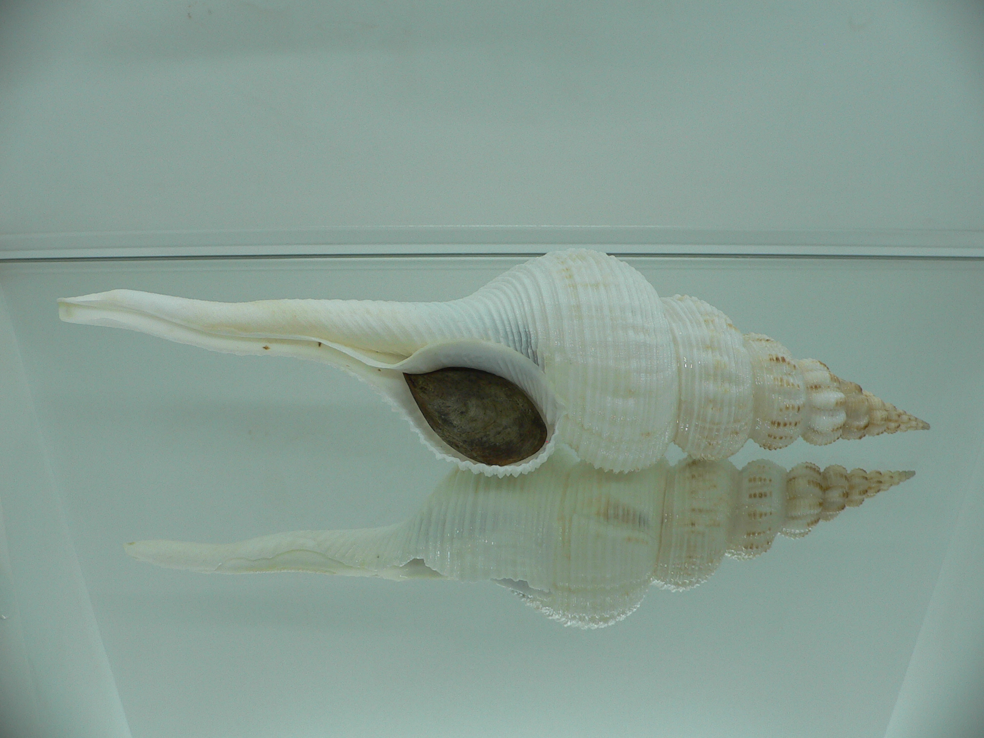 Fusinus salisburyi VERY GOOD SIZE 1