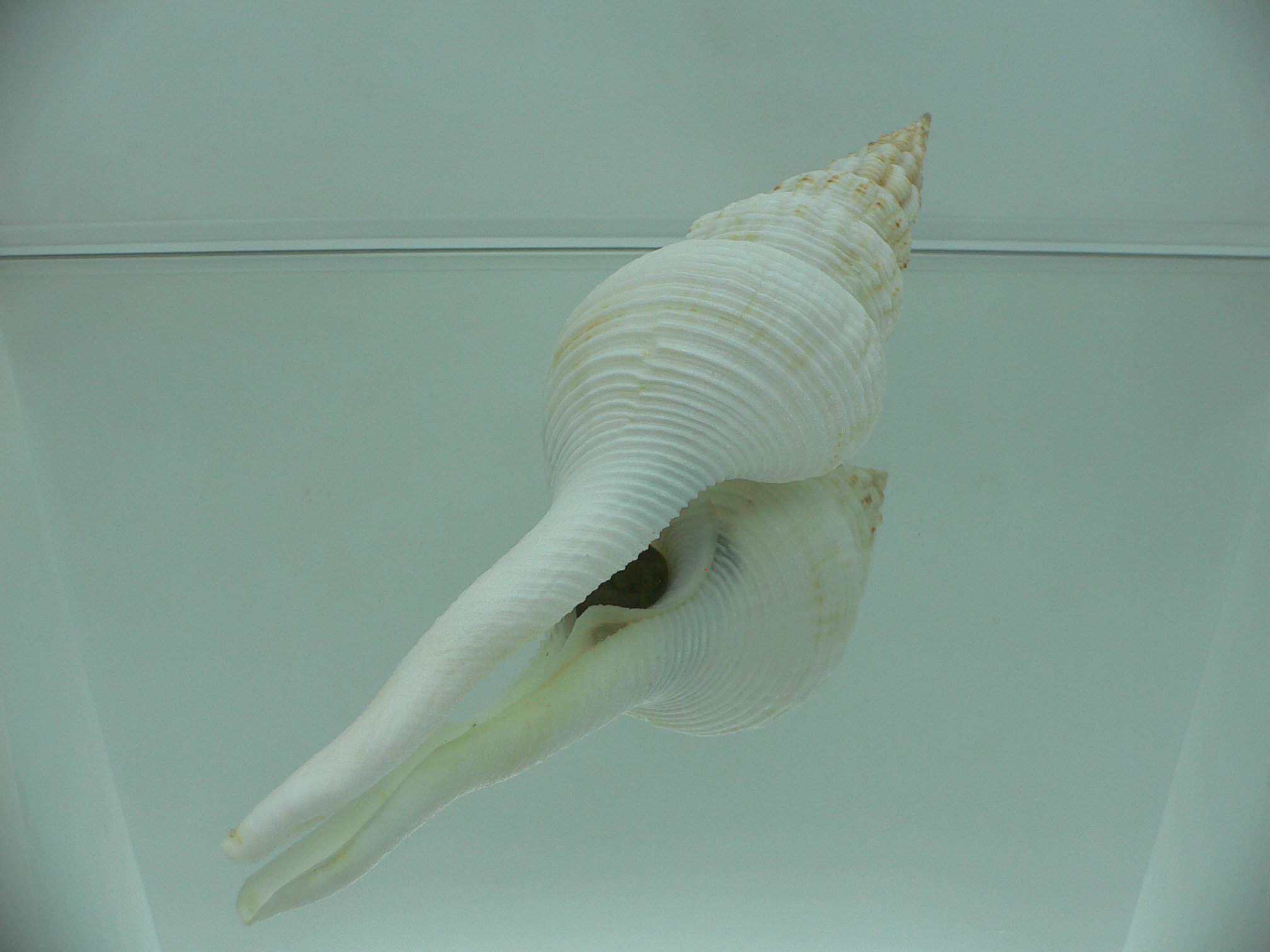 Fusinus salisburyi VERY GOOD SIZE 1