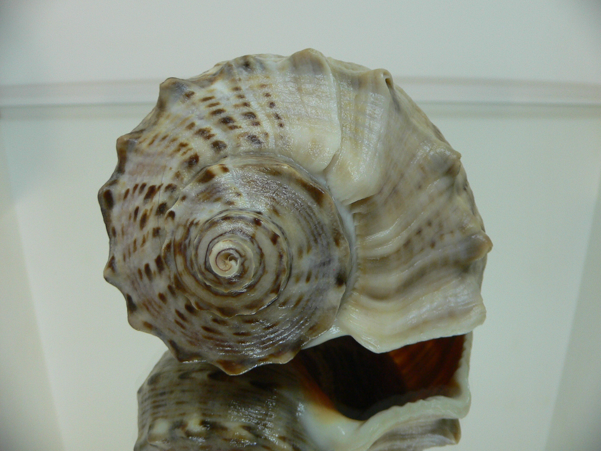 Rapana venosa DOTTED LINE