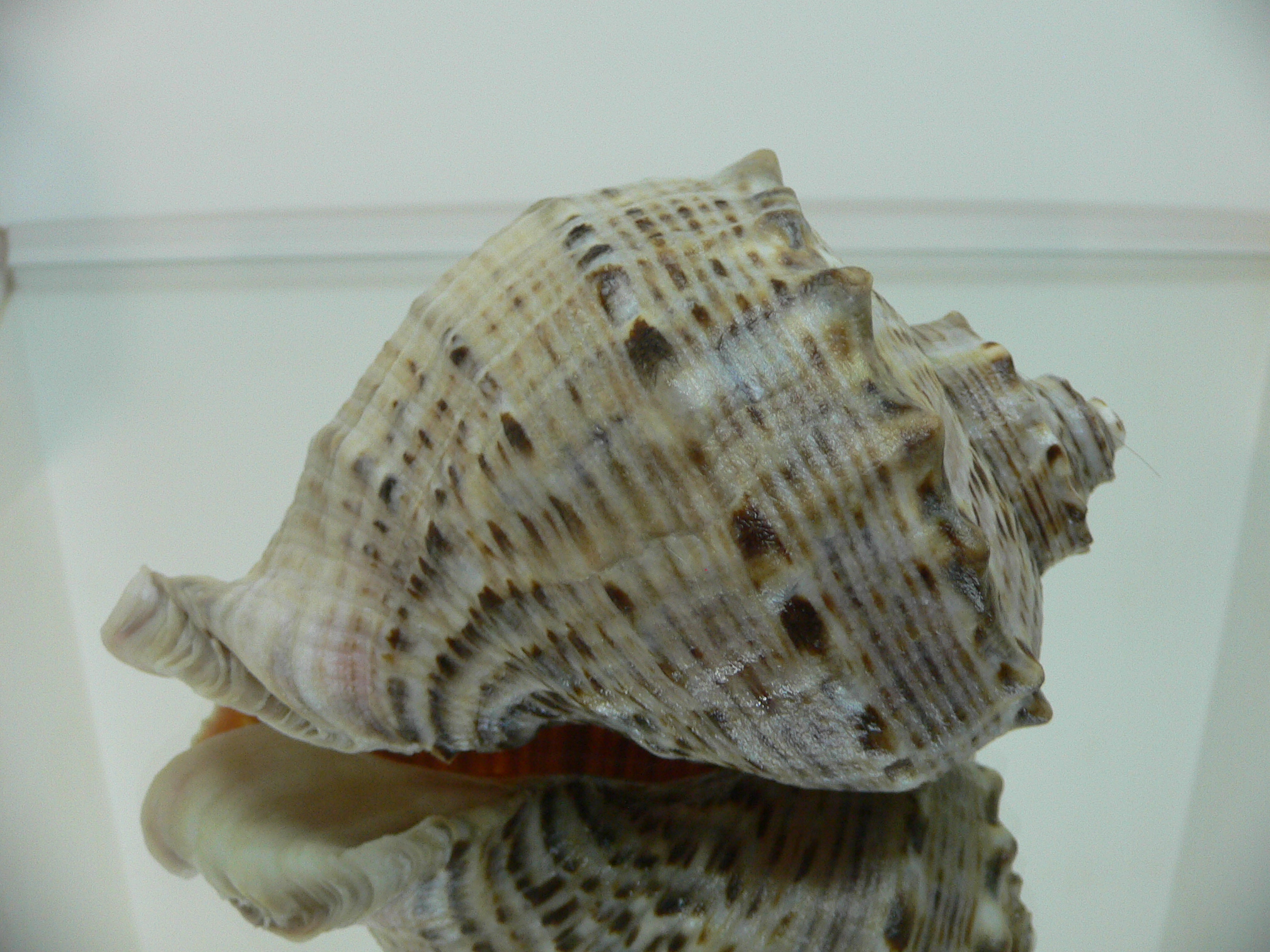 Rapana venosa DOTTED LINE