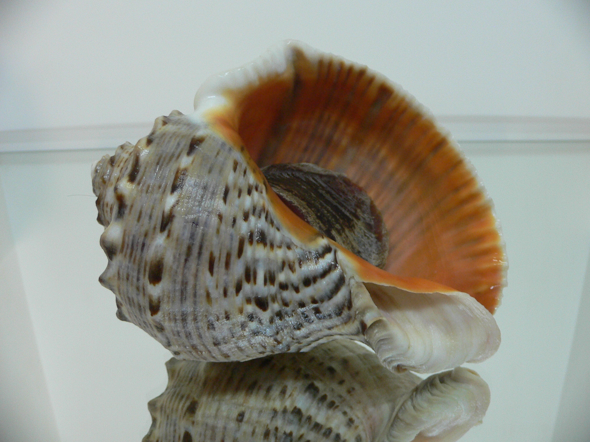 Rapana venosa DOTTED LINE
