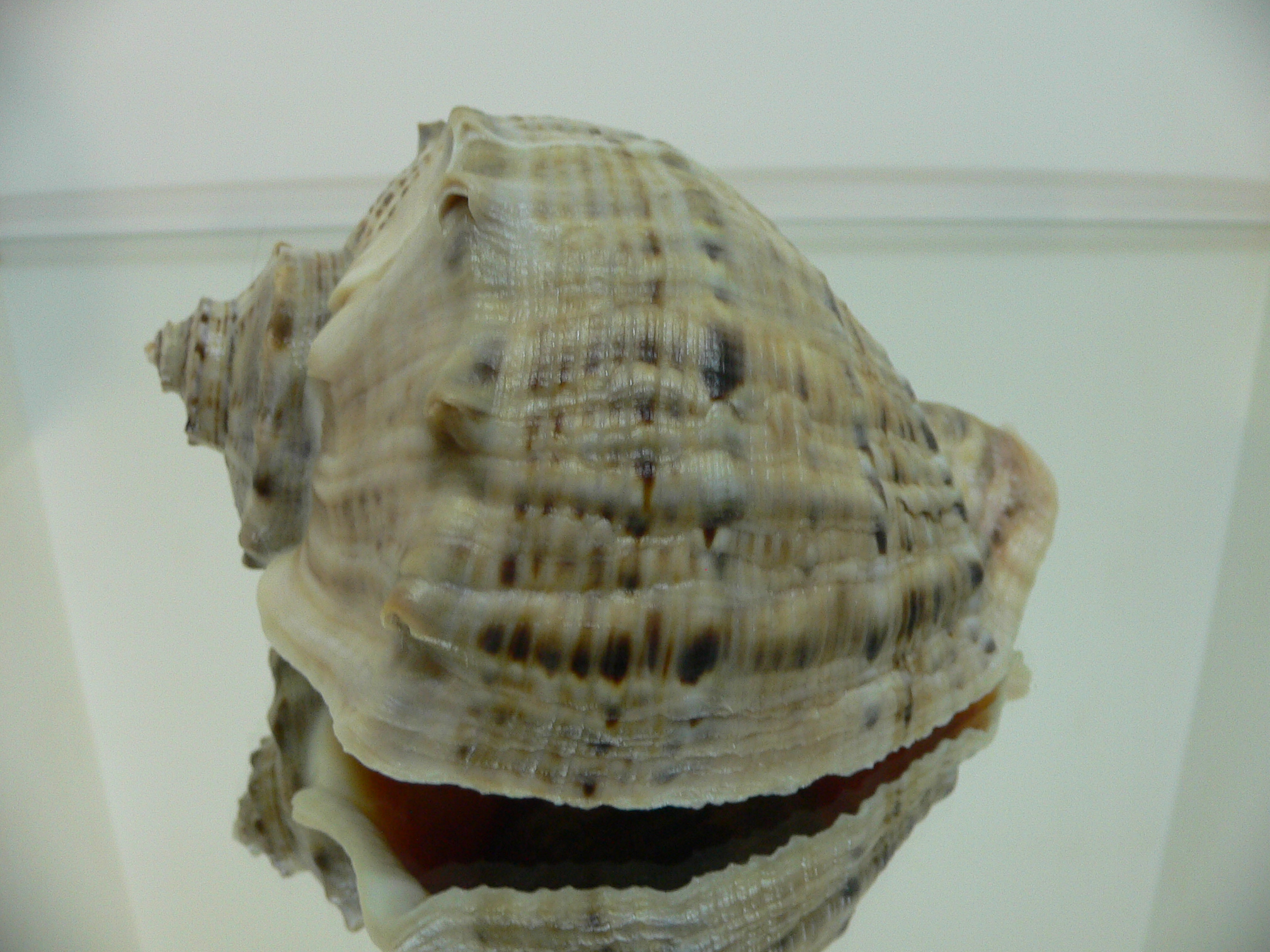 Rapana venosa DOTTED LINE