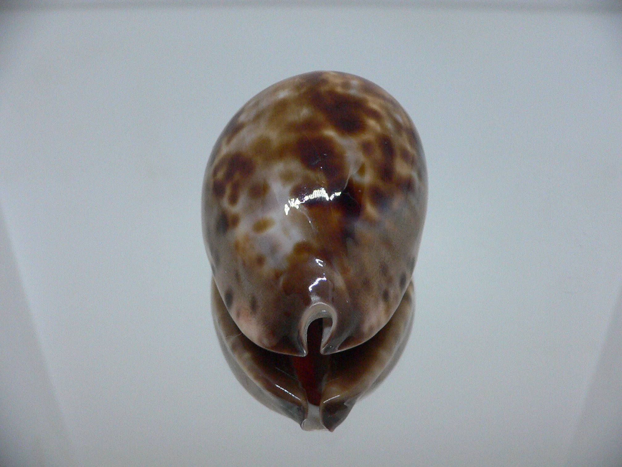 Zoila jeaniana sherylae QUEEN & COLOR