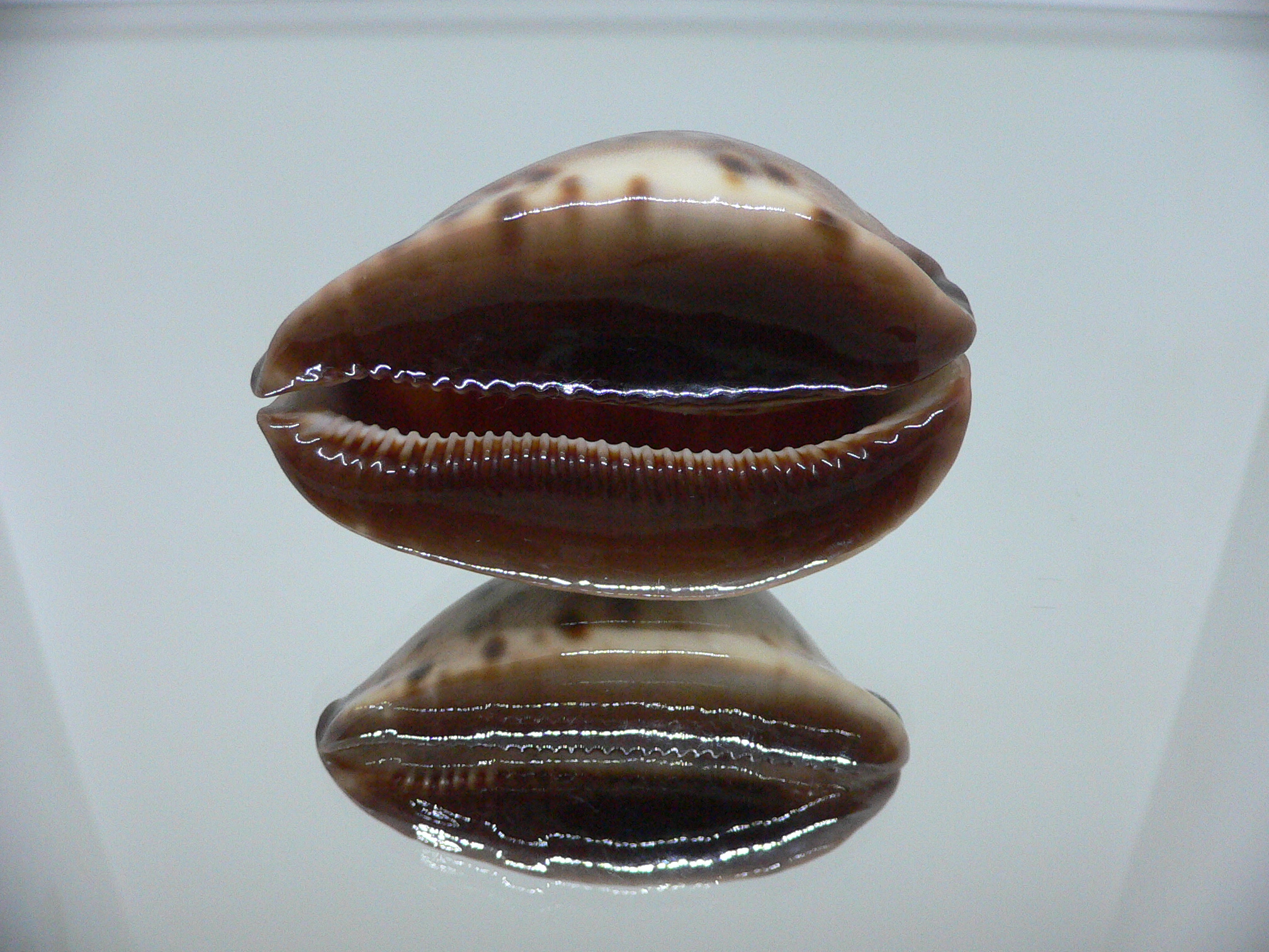 Zoila jeaniana sherylae QUEEN & COLOR